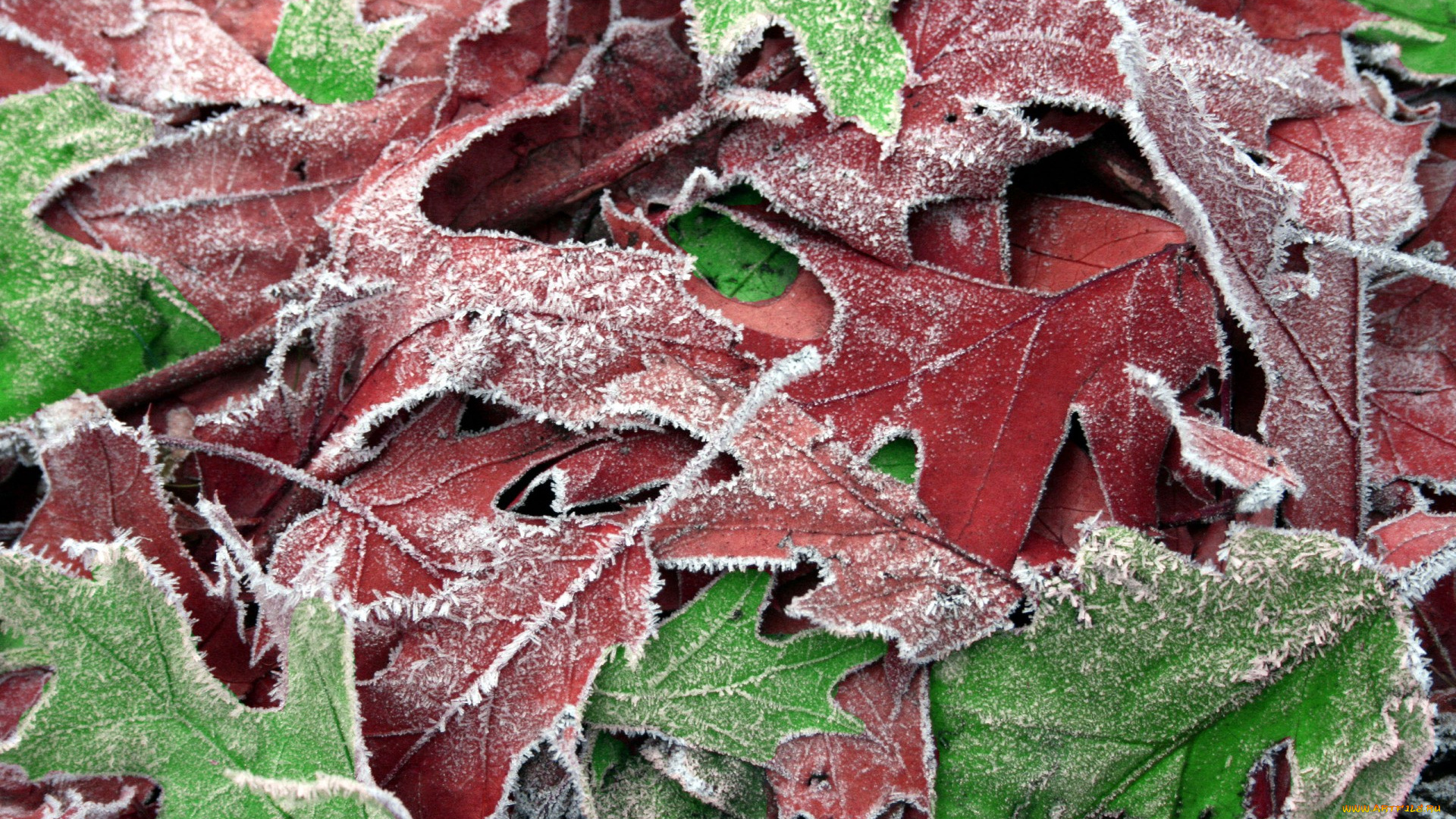 природа, листья, осень, макро, листя