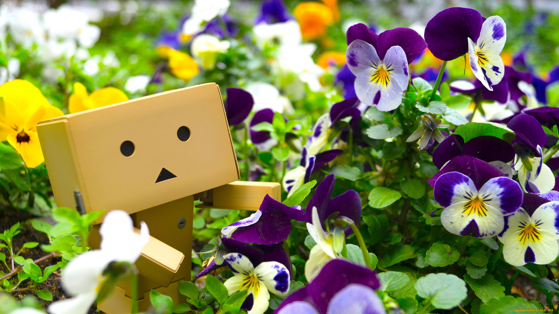 разное, данбо, , danboard, цветы