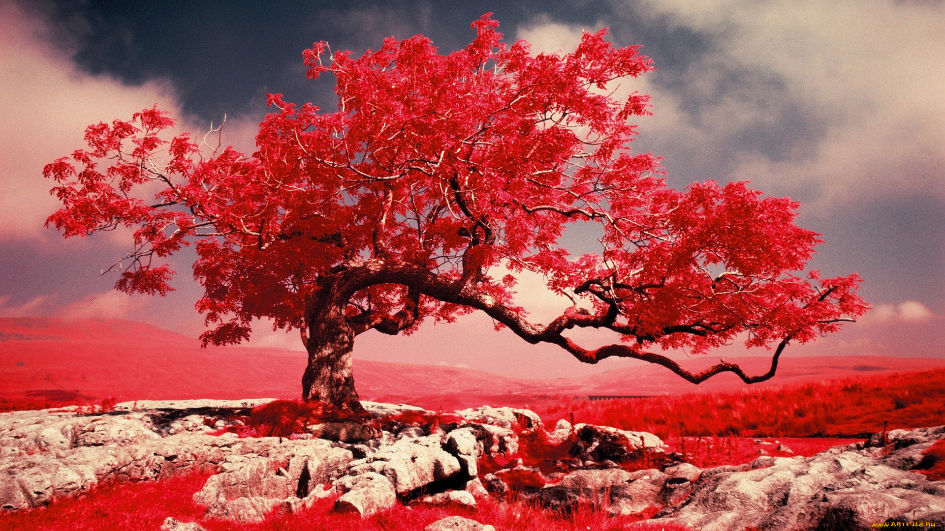 разное, компьютерный, дизайн, краски, трава, дерево, скалы, горы, фильтр