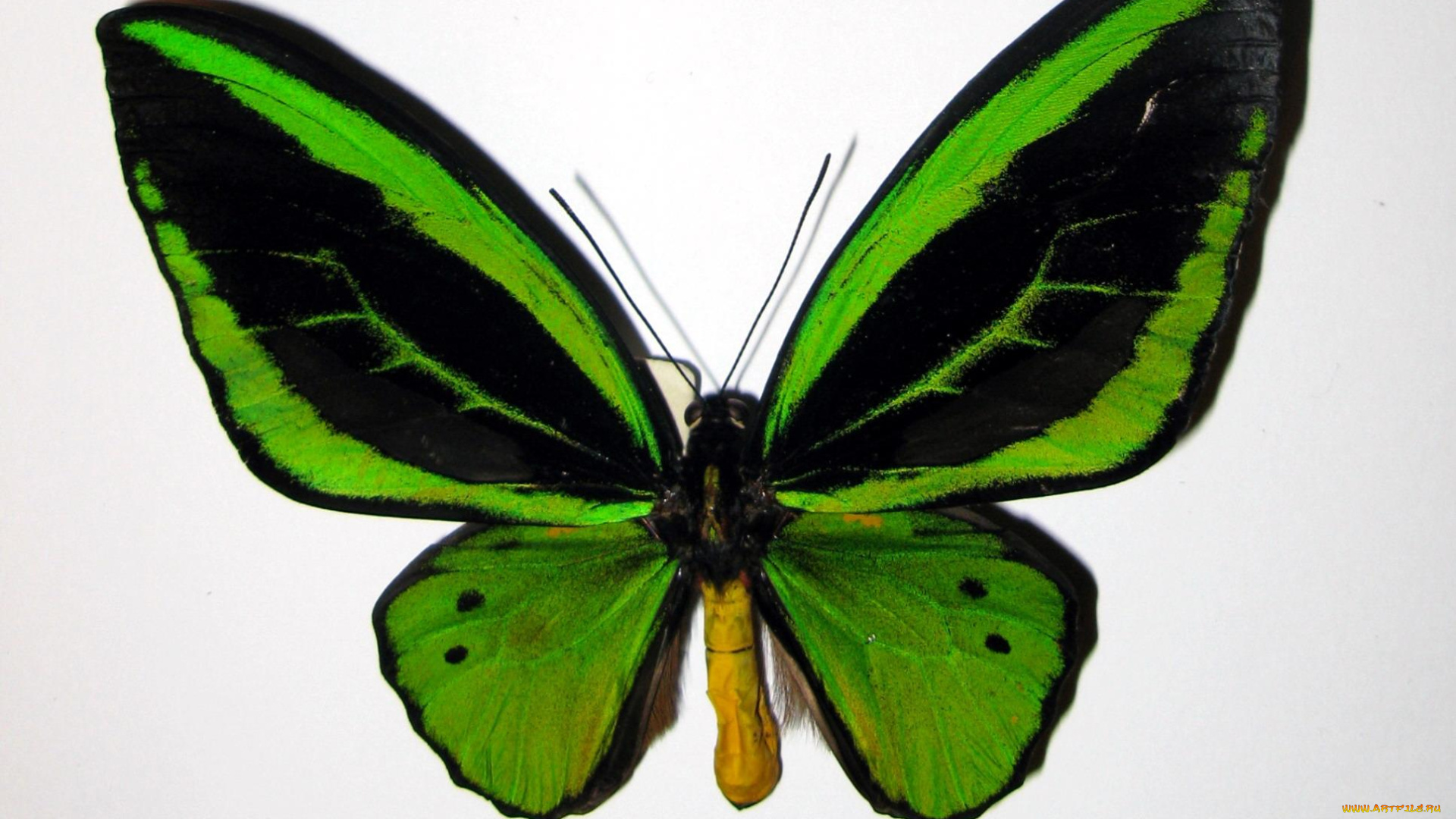 животные, бабочки, , мотыльки, , моли, бабочка, зеленая