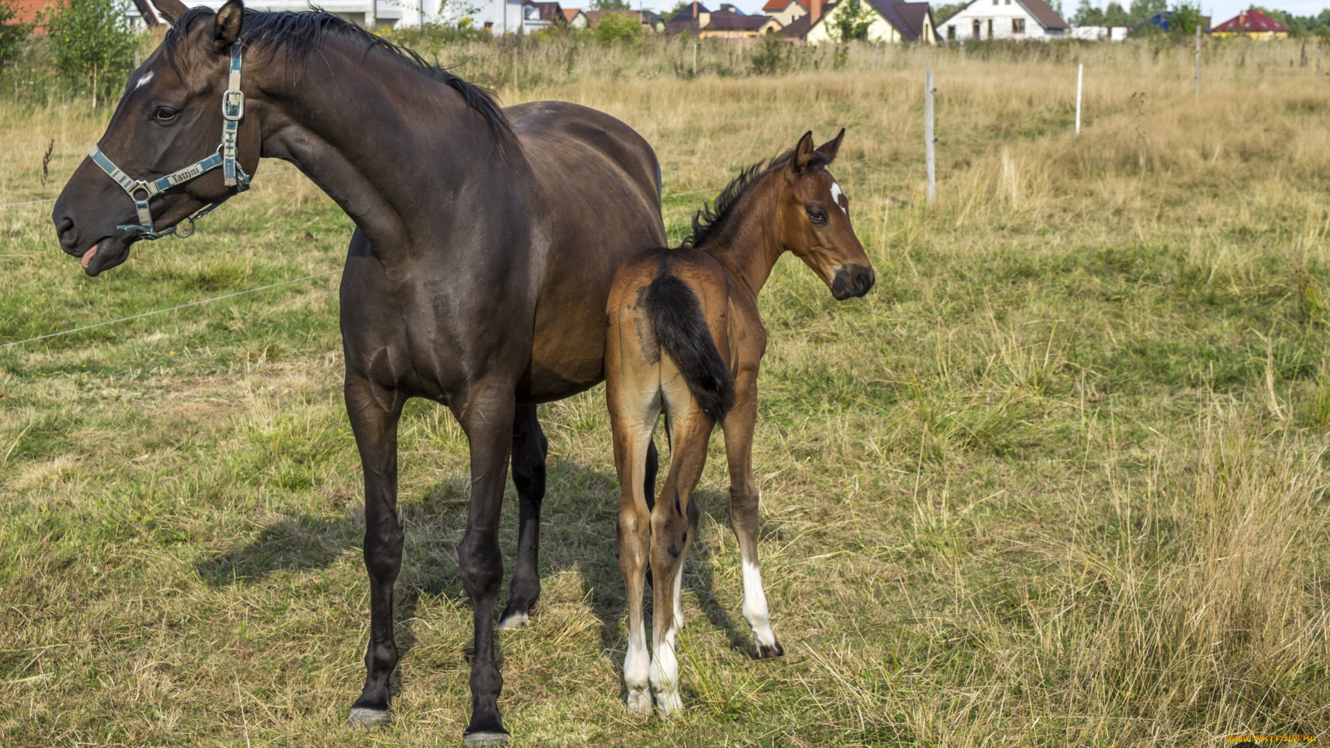 животные, лошади, лошадь, лошадка