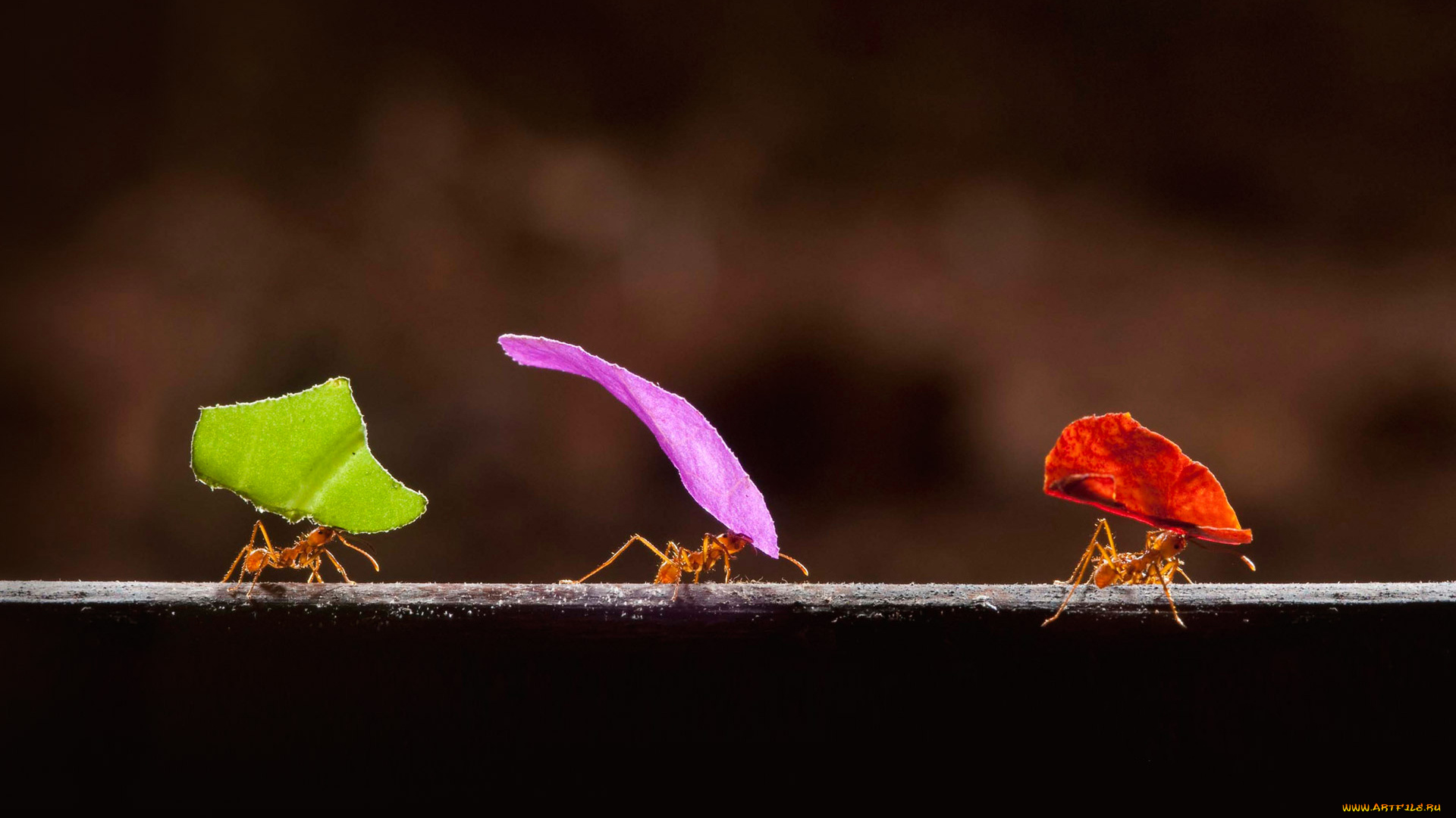 животные, насекомые, муравьи, листья, краски, коста-рика, бока-тапада