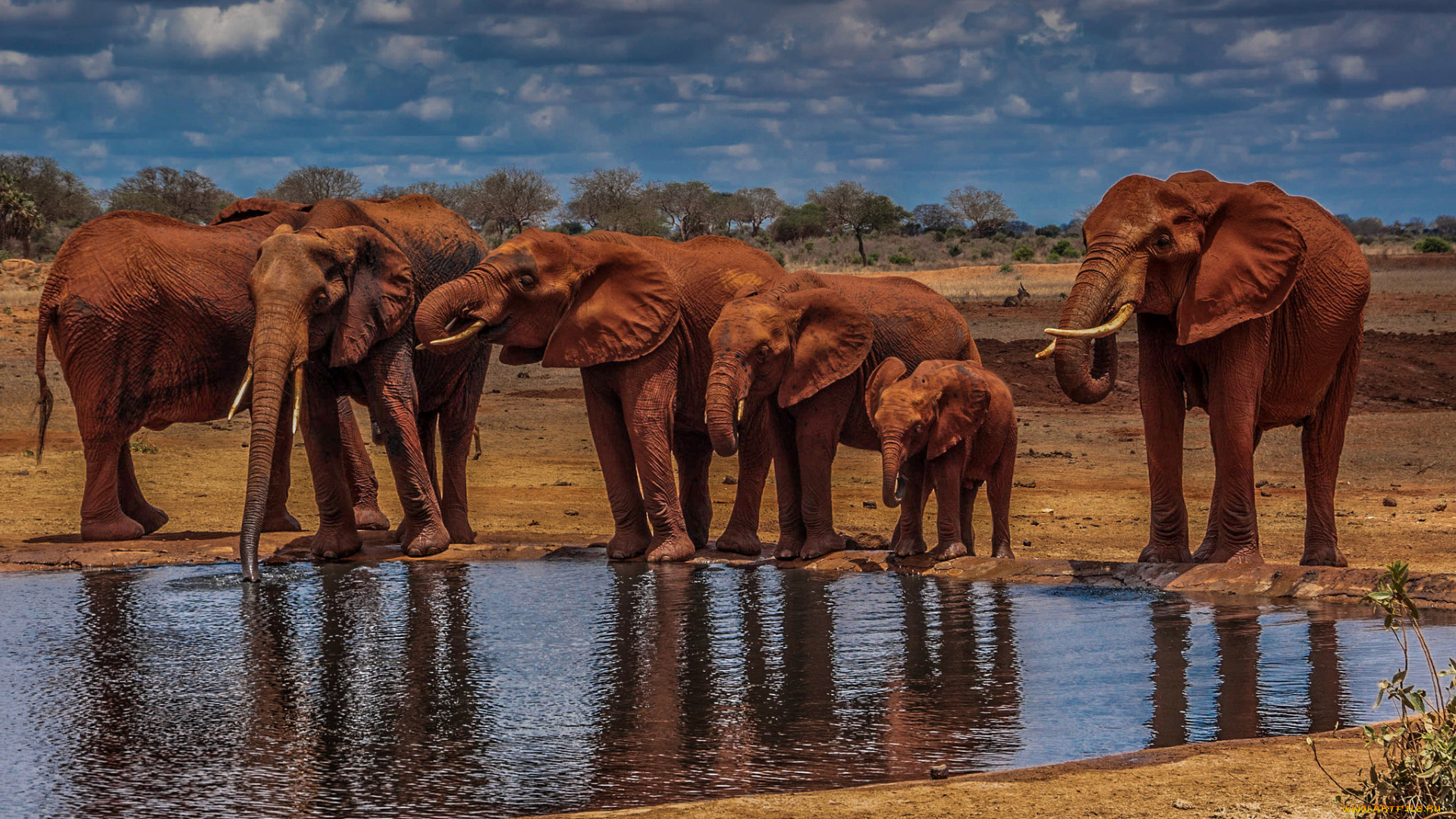 животные, слоны, стадо, водопой