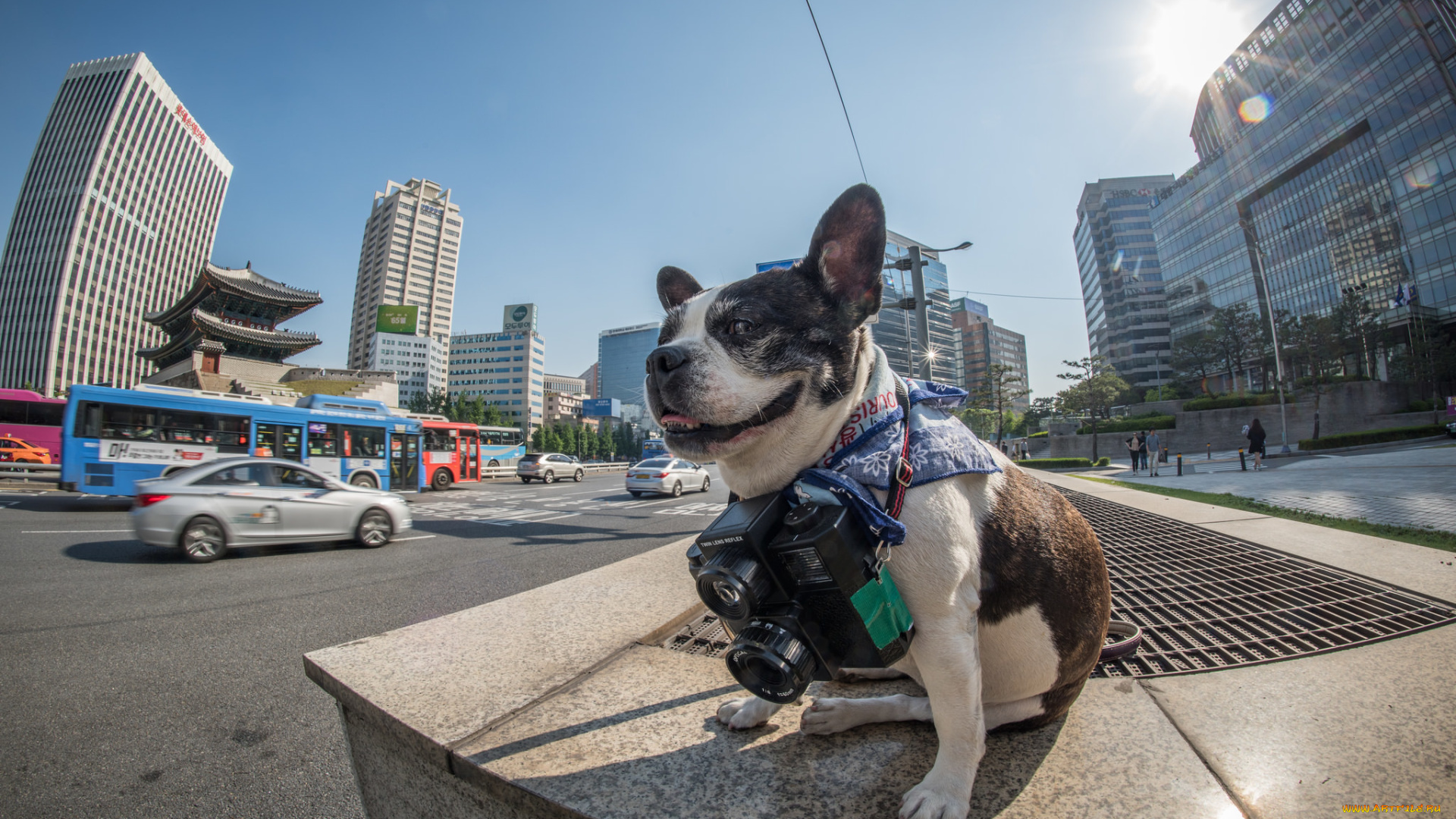 животные, собаки, korea, boston, terrier, official, seoul, phodographer