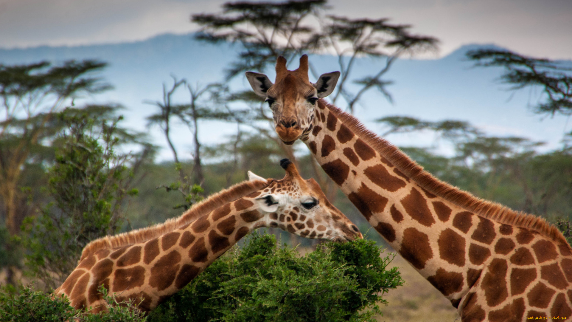животные, жирафы