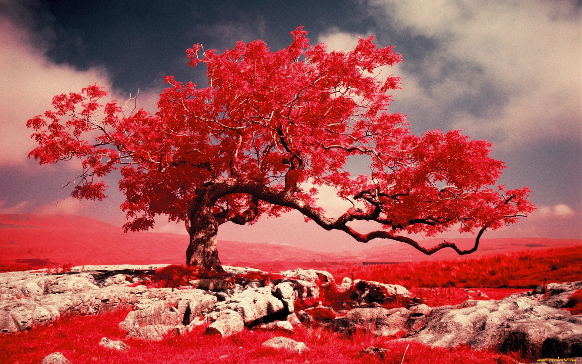 разное, компьютерный, дизайн, краски, трава, дерево, скалы, горы, фильтр