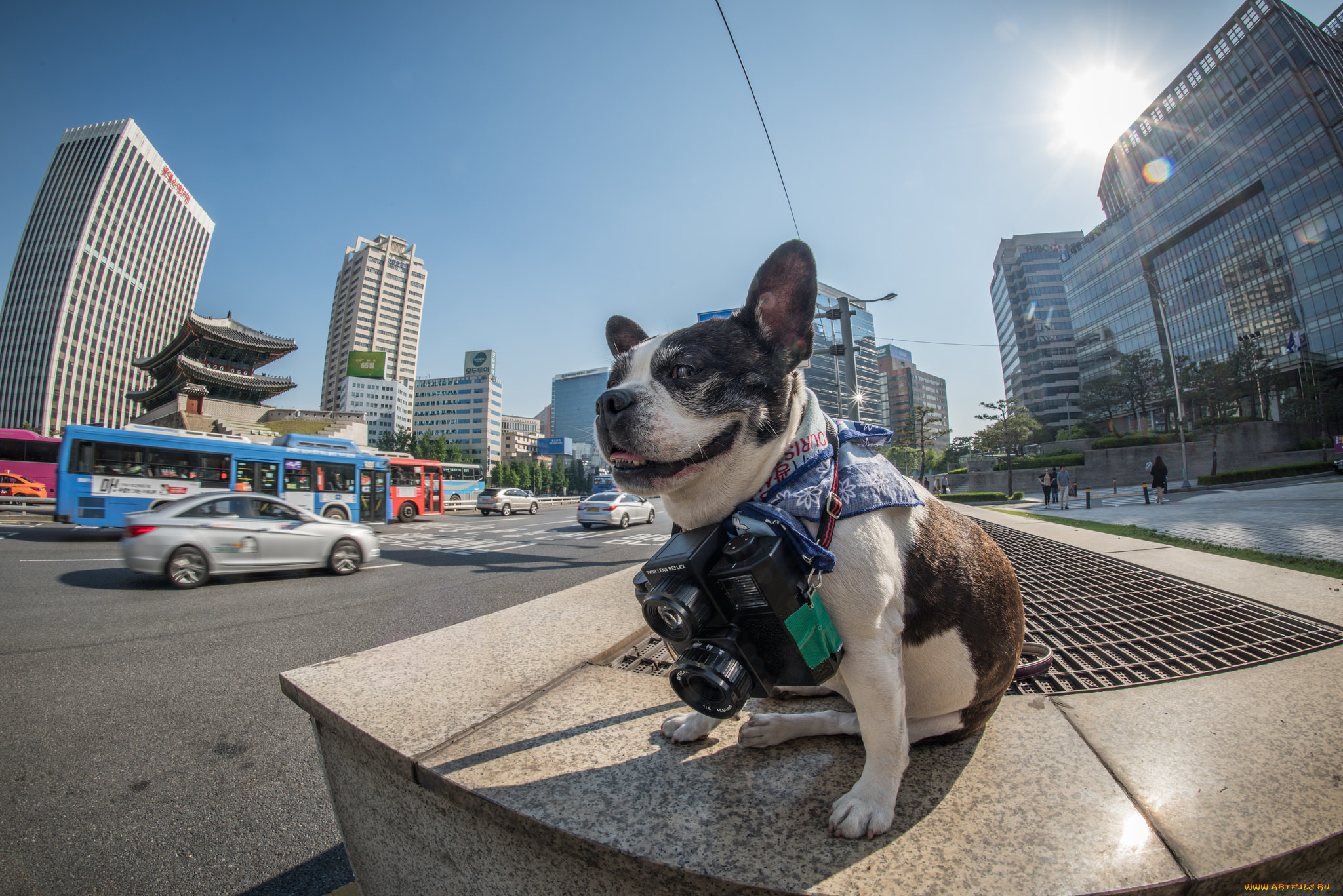 животные, собаки, korea, boston, terrier, official, seoul, phodographer