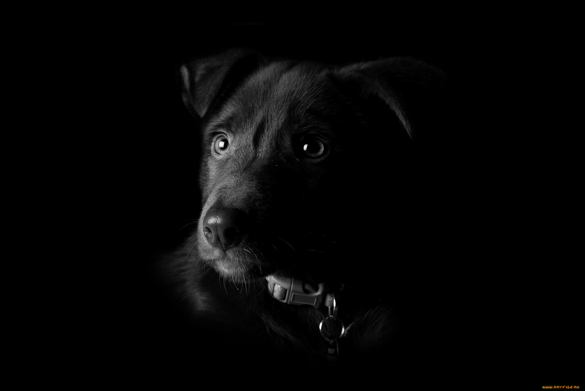 животные, собаки, друг, собака, взгляд