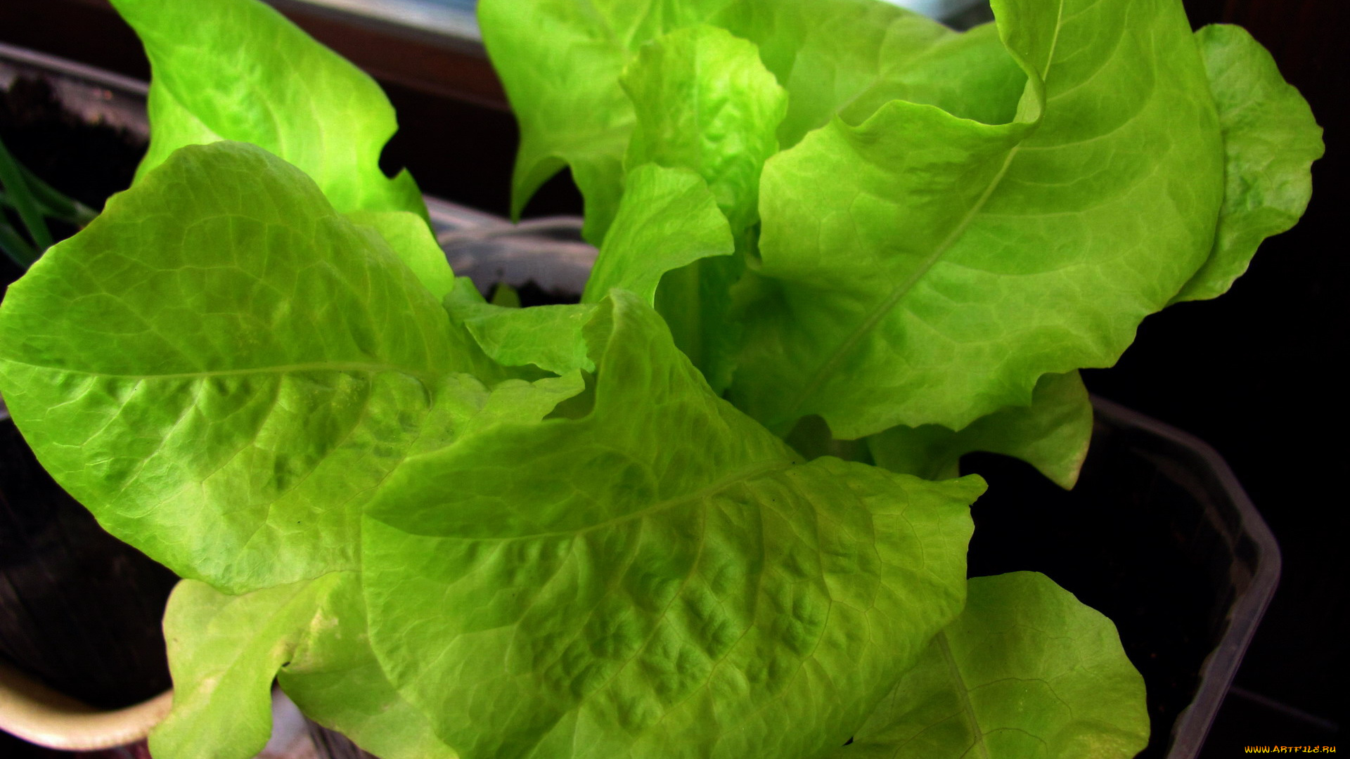 природа, листья, салат