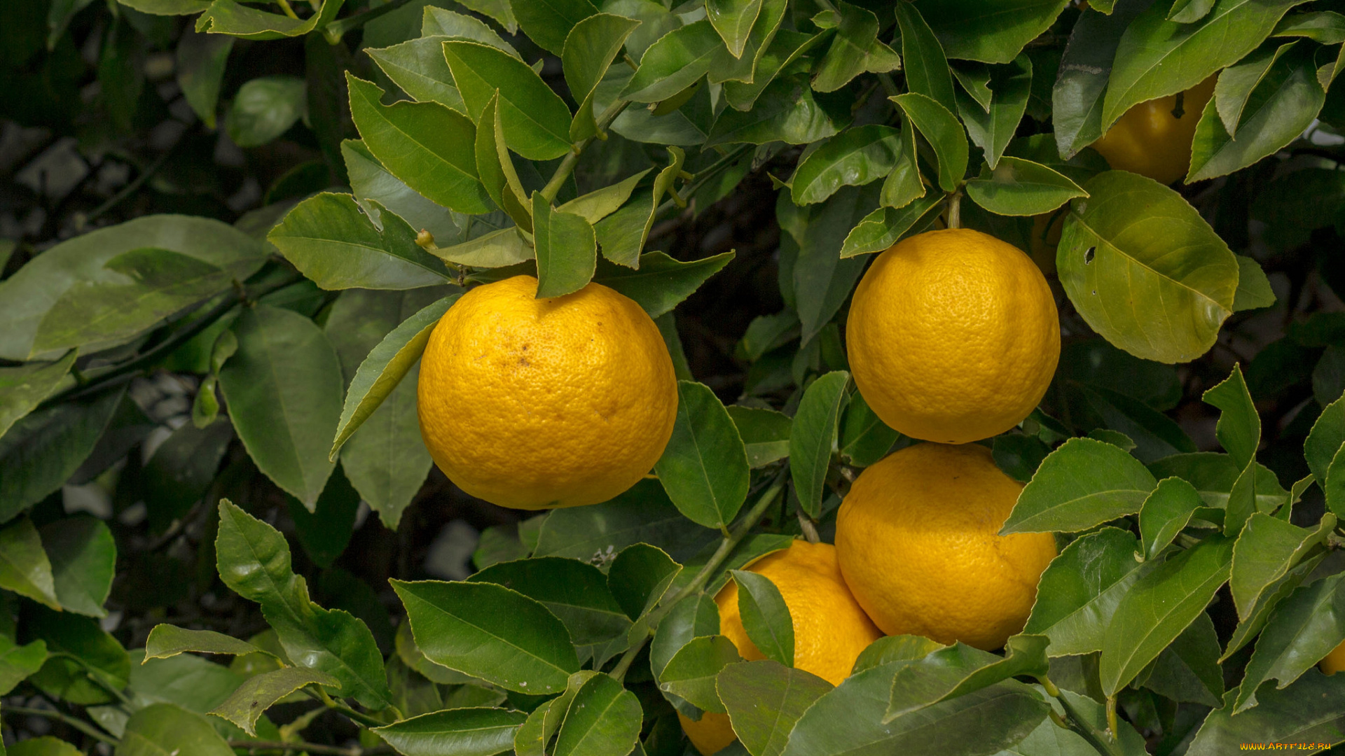 природа, плоды, лимоны