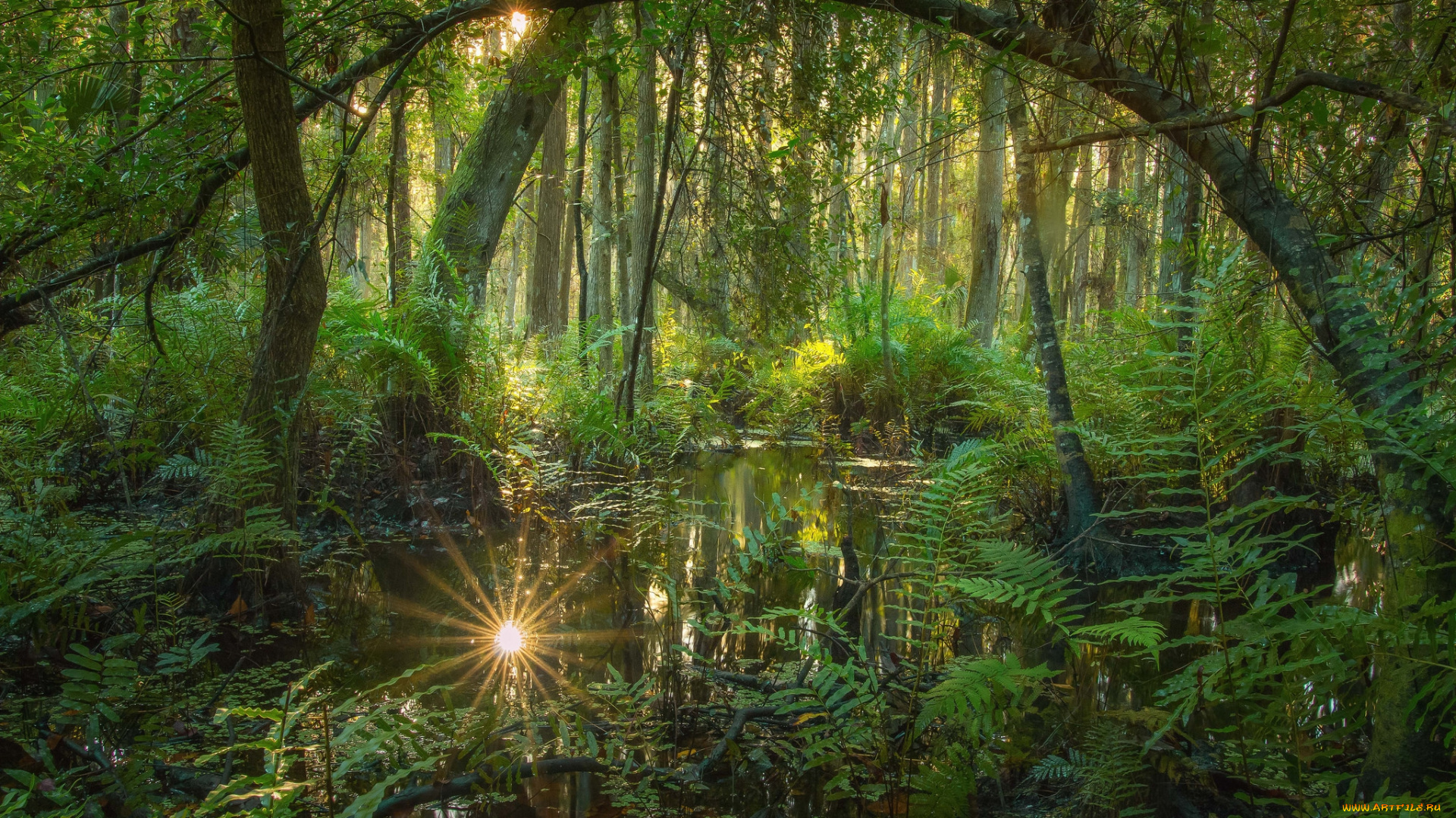 природа, реки, озера, река, лес