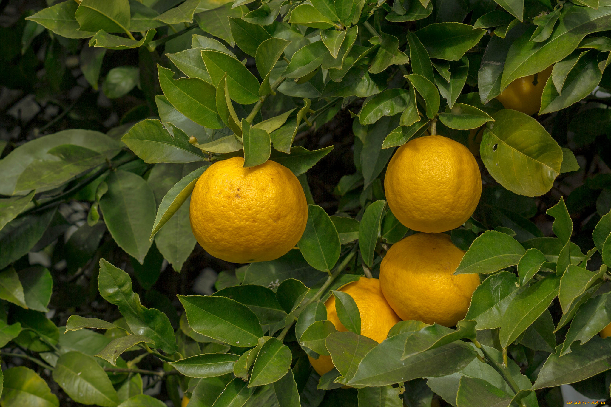 природа, плоды, лимоны