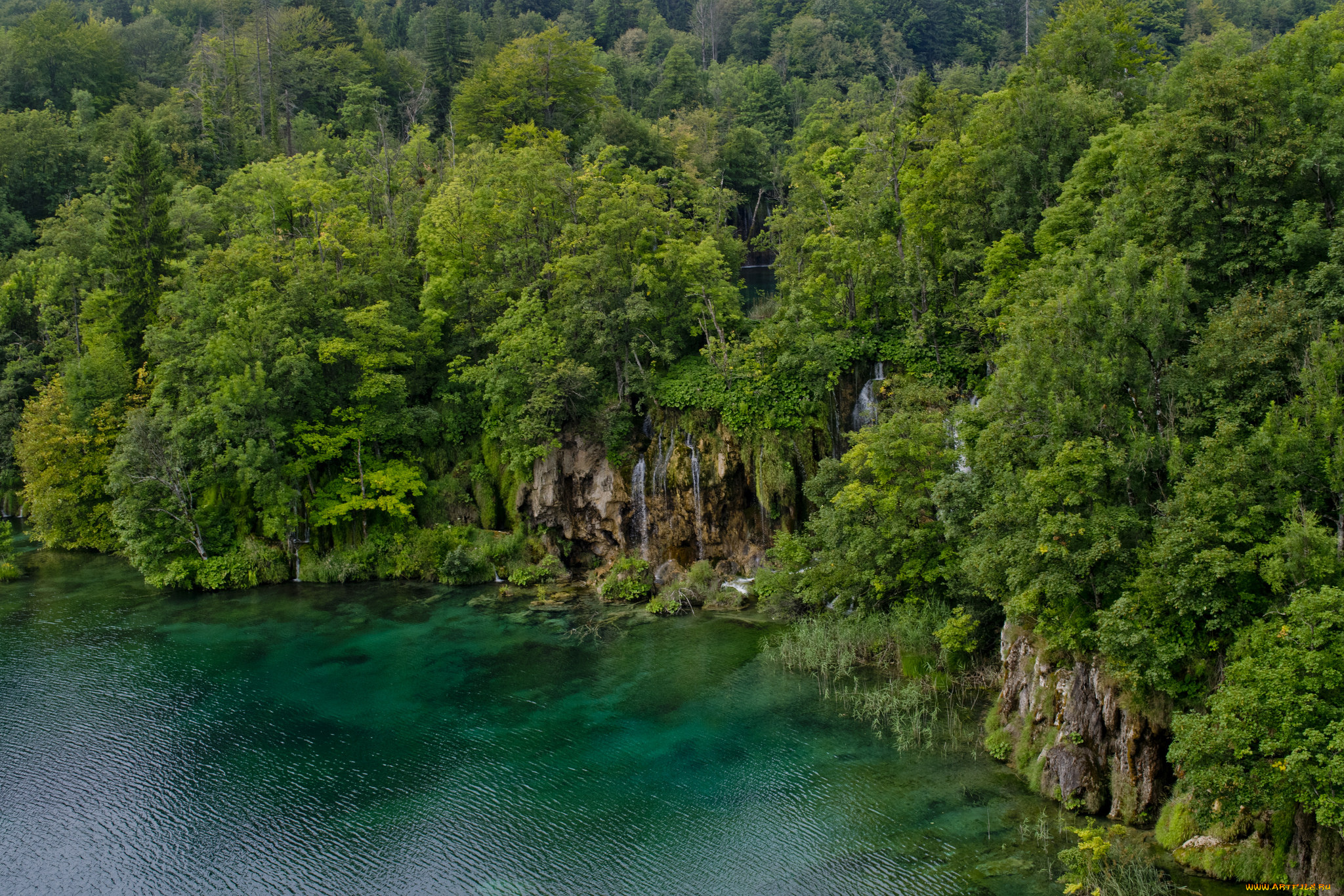 природа, реки, озера, река, лес