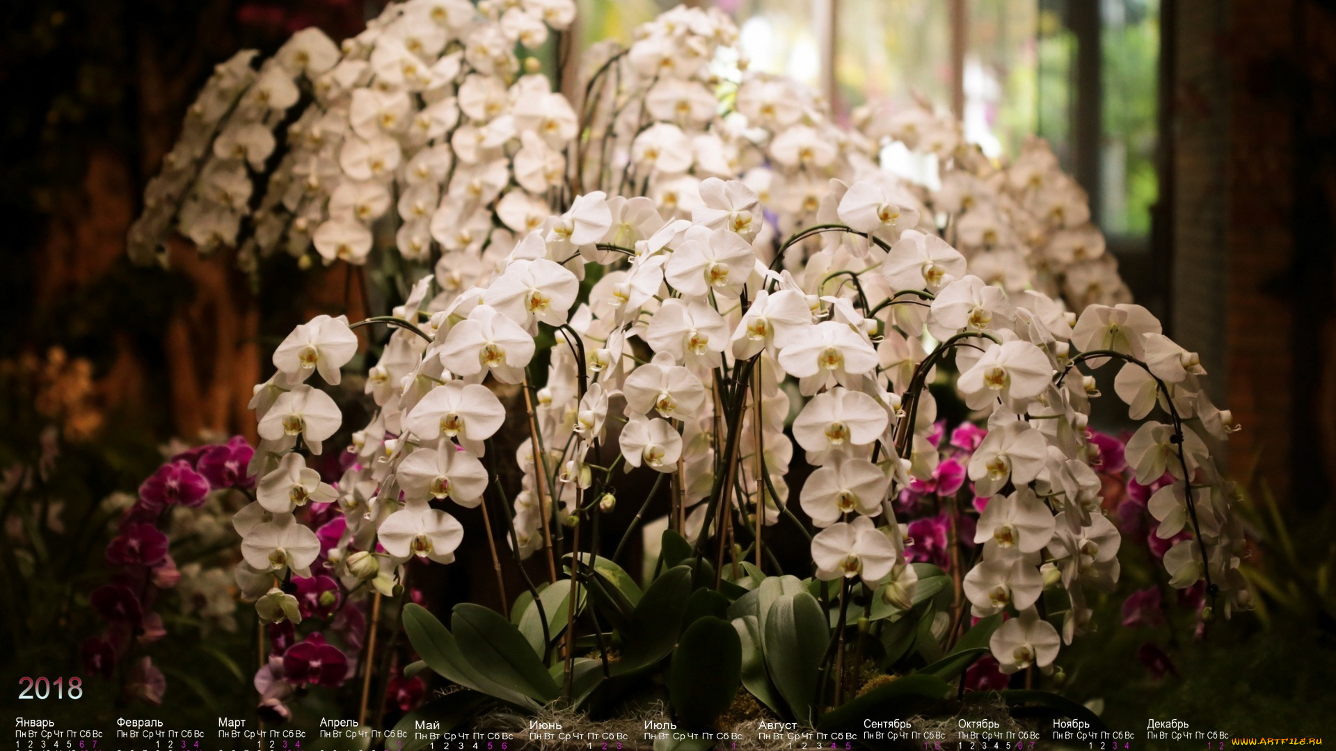 календари, цветы, лепестки