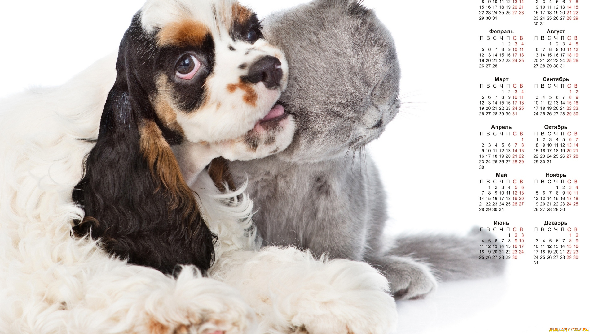 календари, животные, кошка, собака, белый, фон