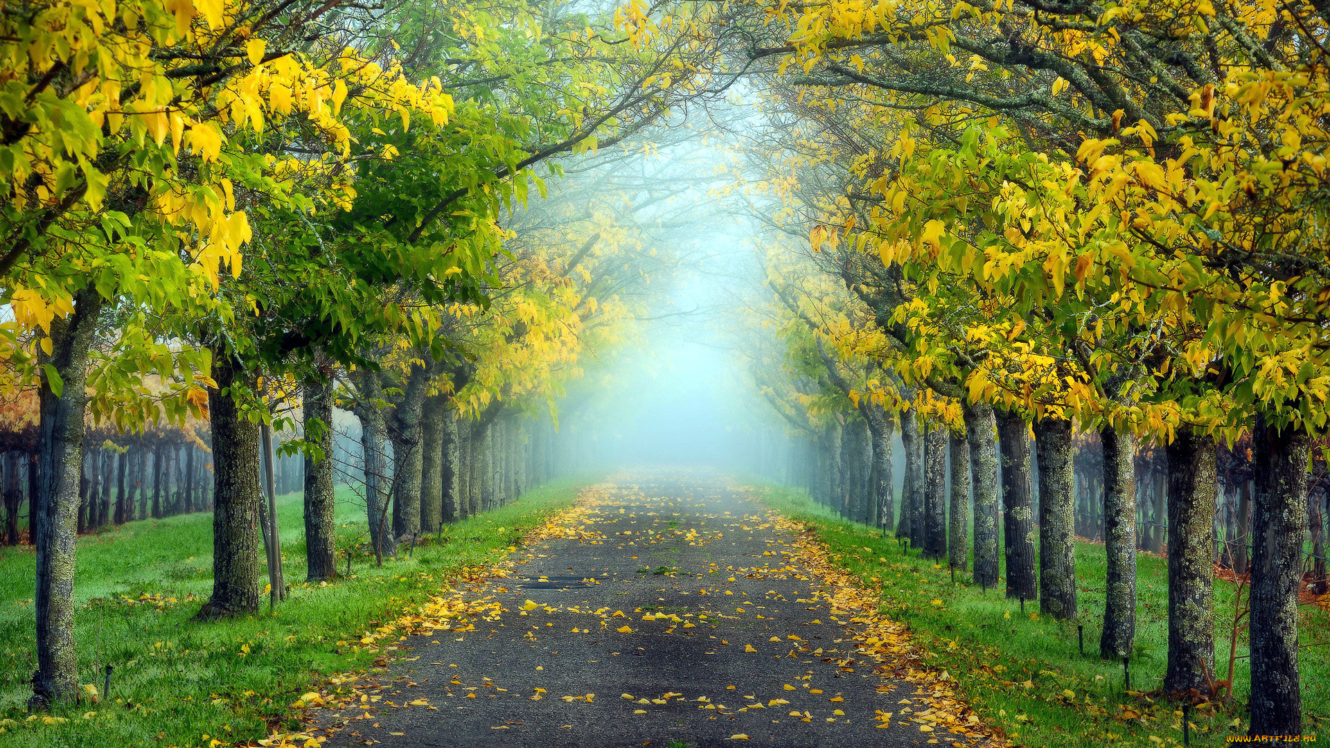 природа, дороги, листопад, осень, дорога