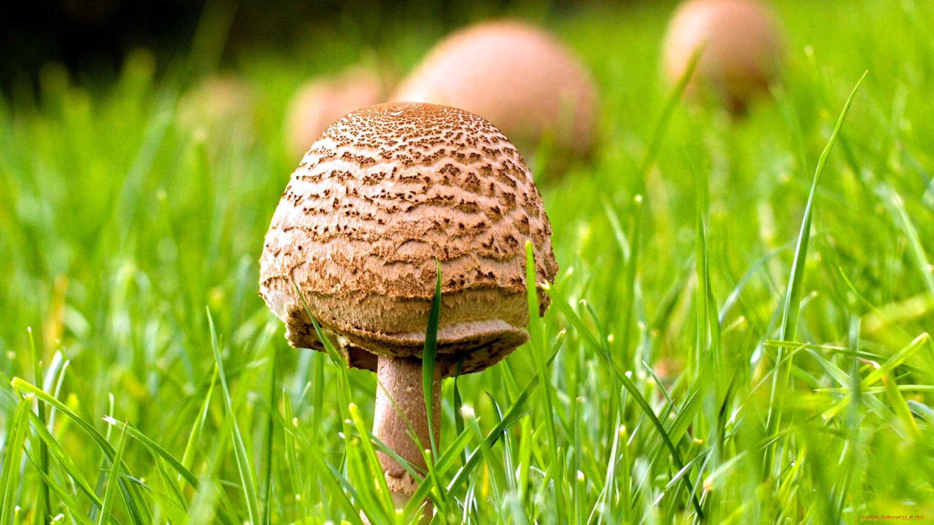 природа, грибы, грибочки, трава