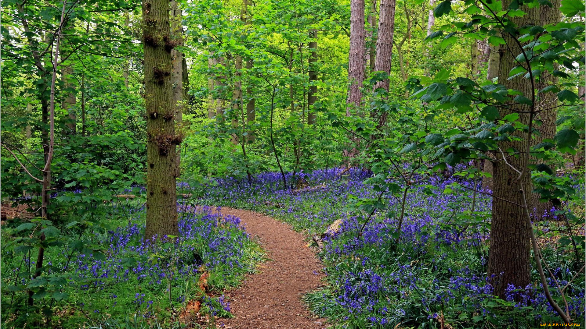 природа, лес, цветы, деревья, тропинка