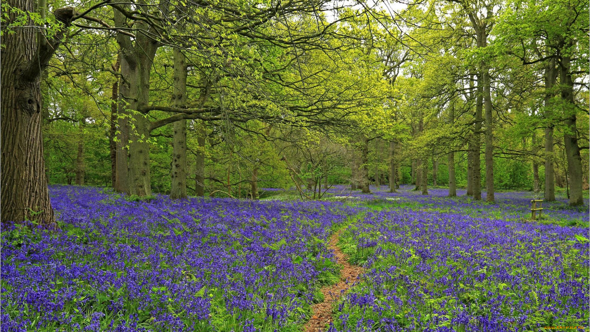природа, лес, деревья, тропинка, цветы