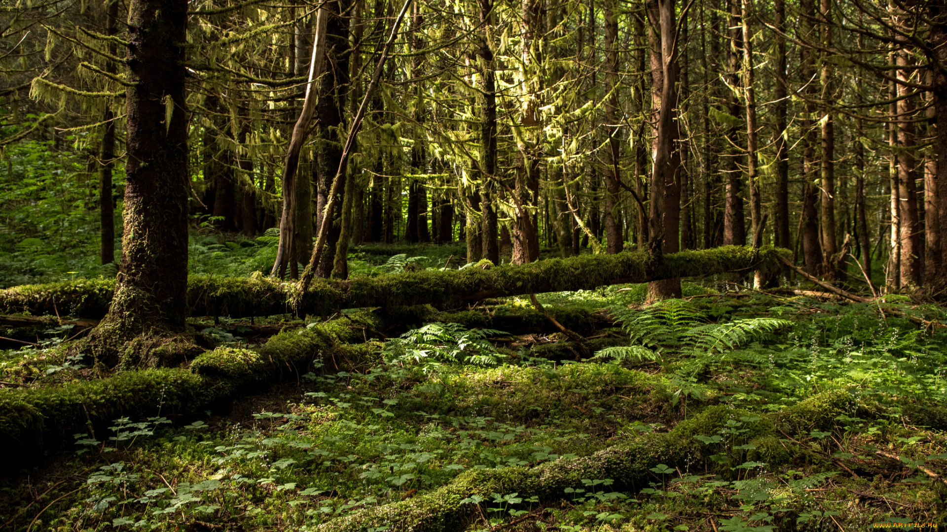 природа, лес, простор