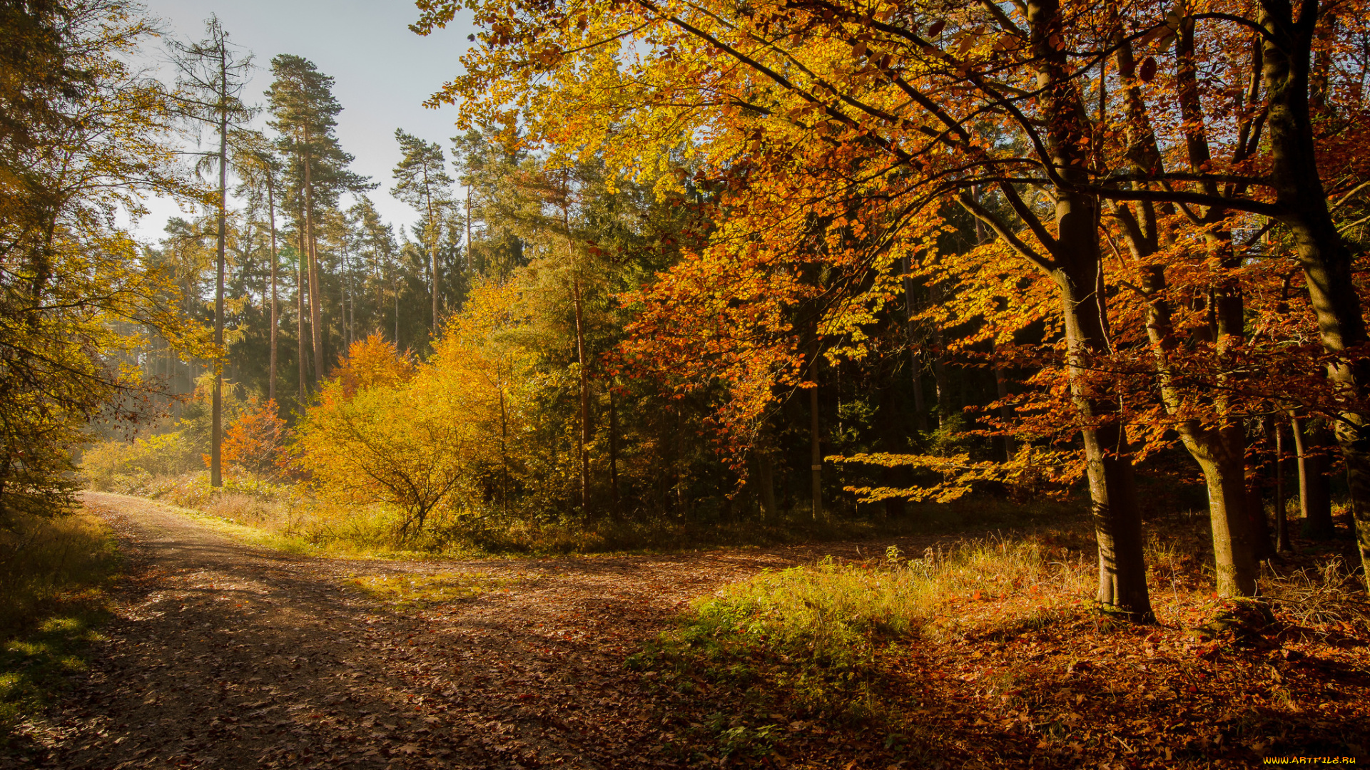 природа, лес, простор