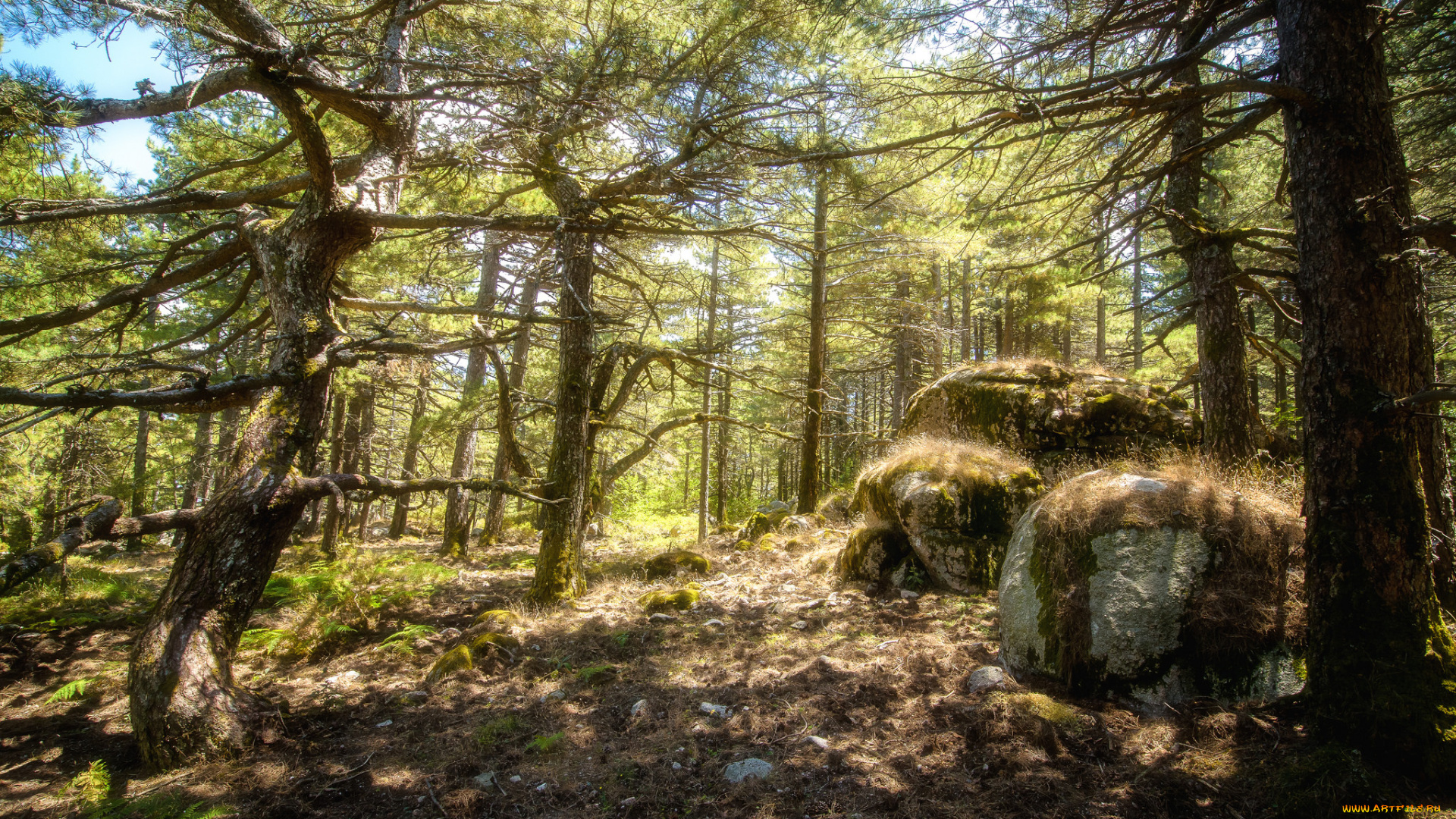 природа, лес, простор
