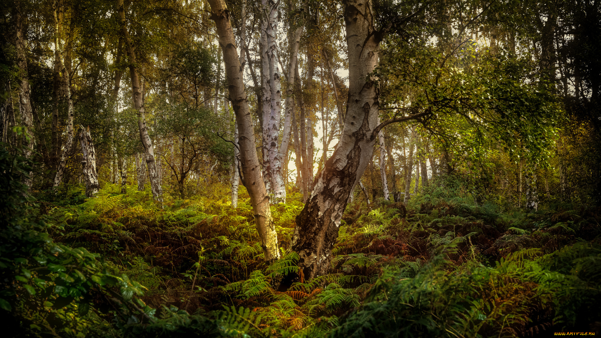 природа, лес, простор