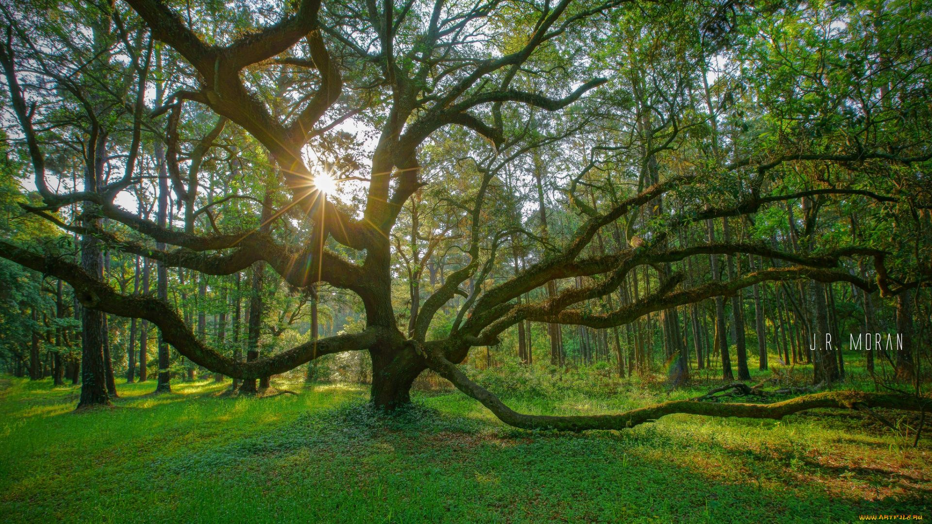 природа, лес, простор