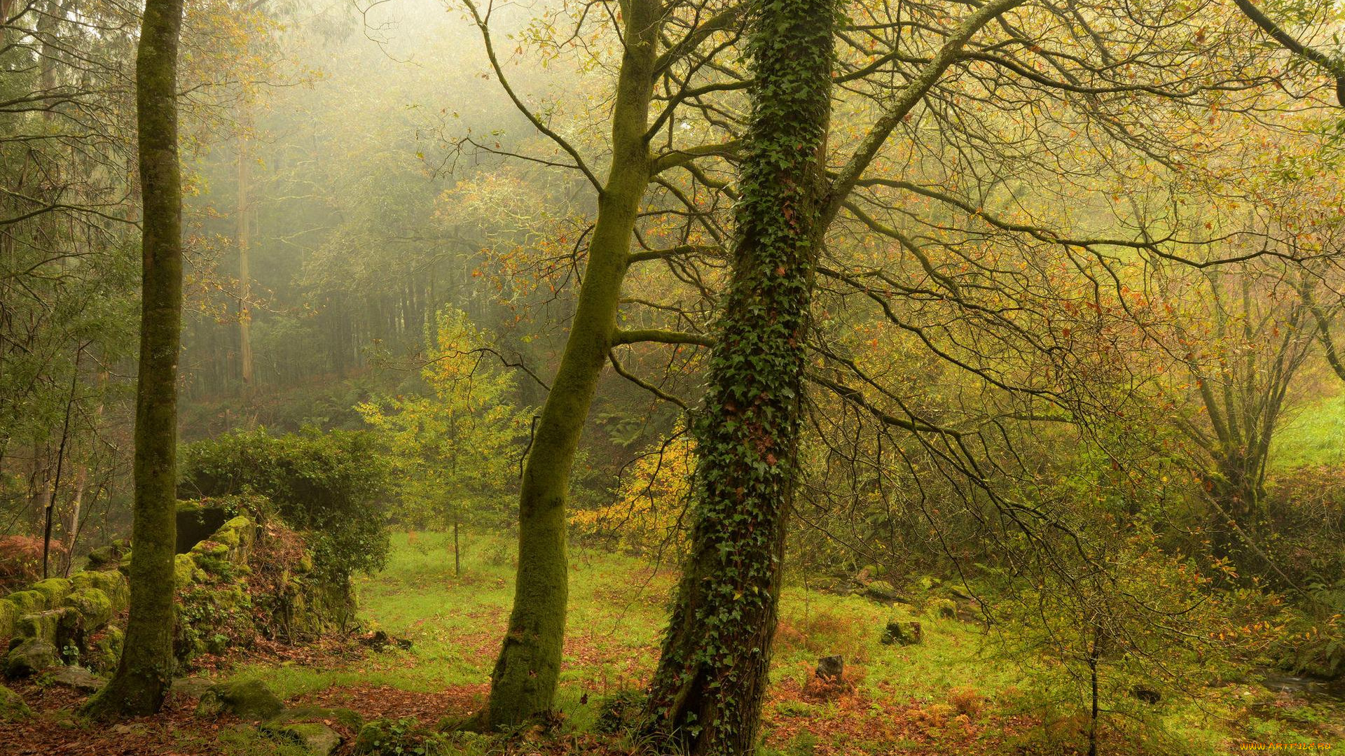 природа, лес, туман, деревья, осень