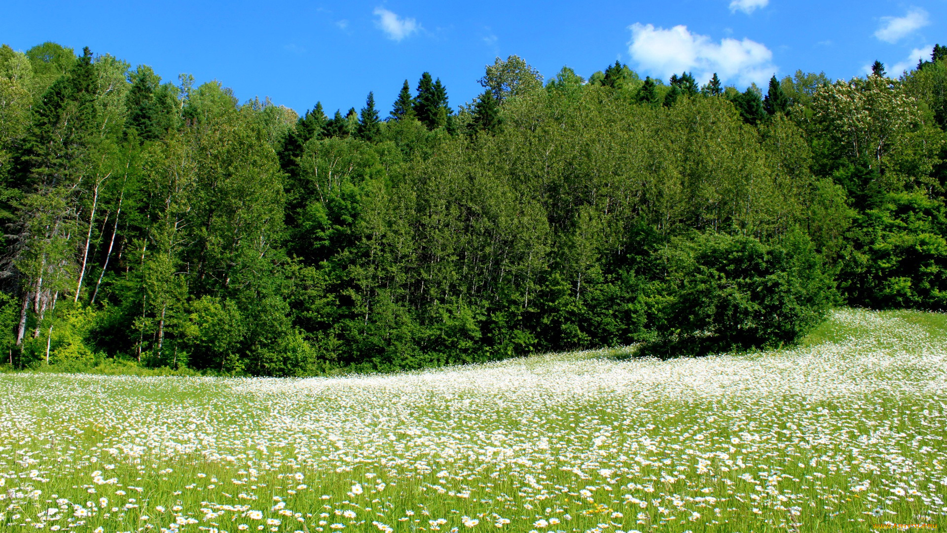 природа, луга, лето, ромашки, луг