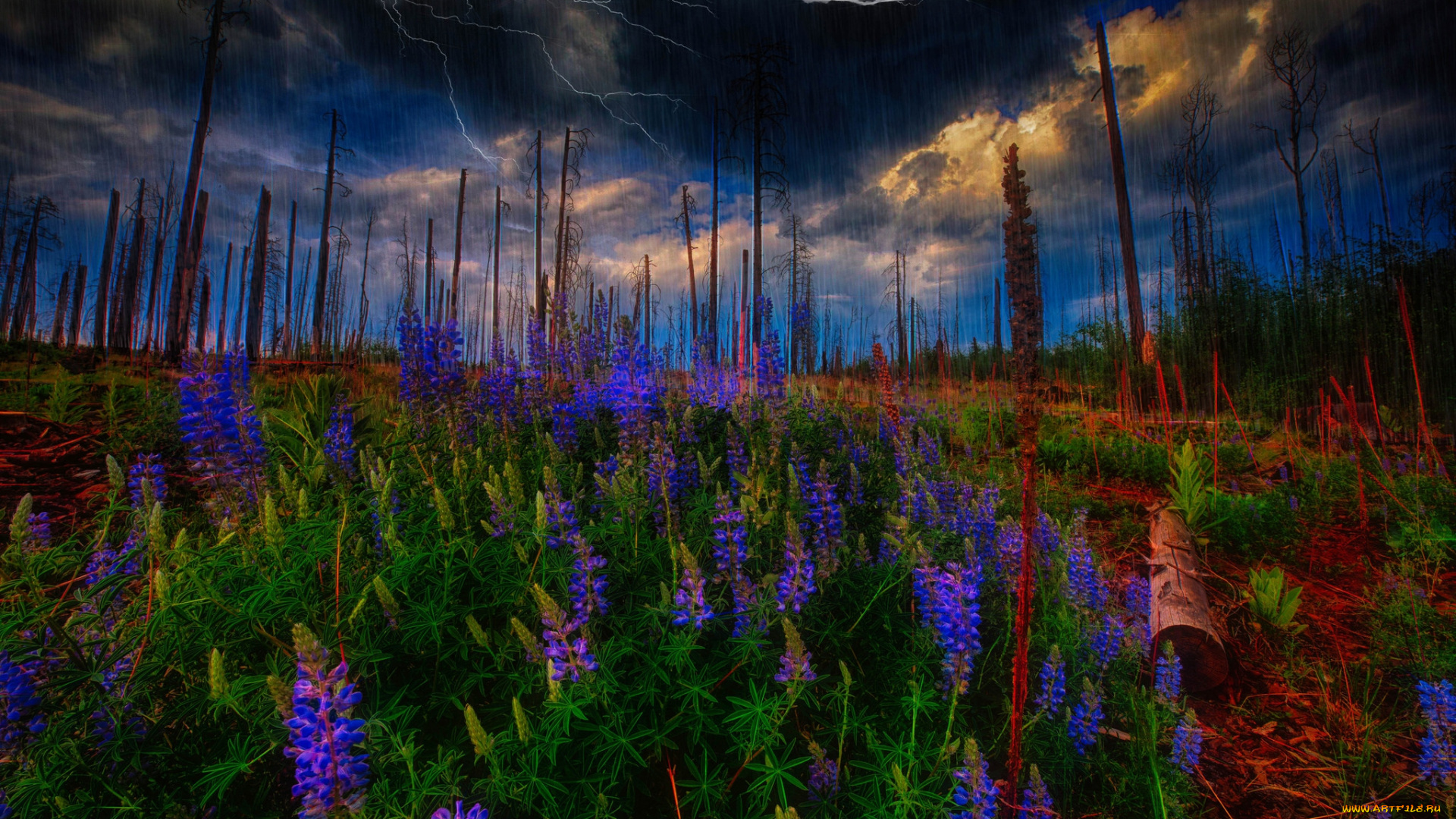 природа, луга, простор