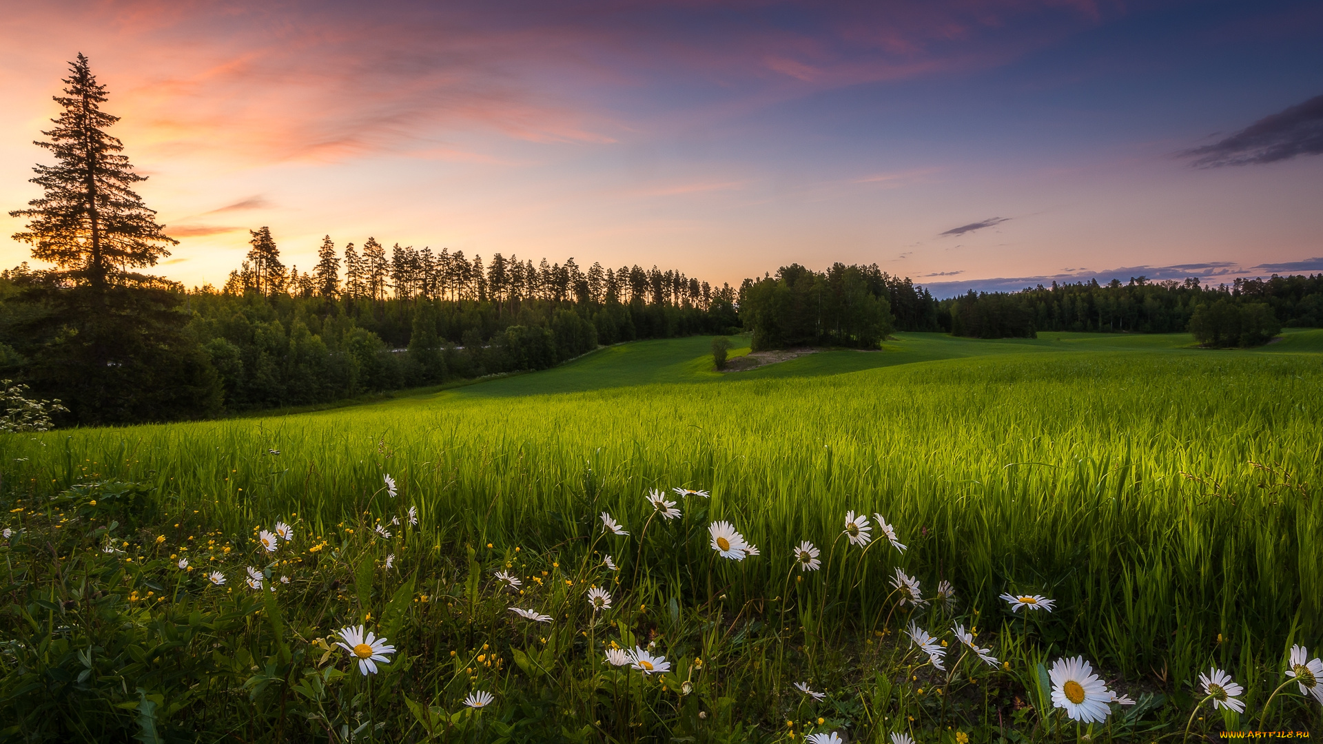 природа, луга, простор