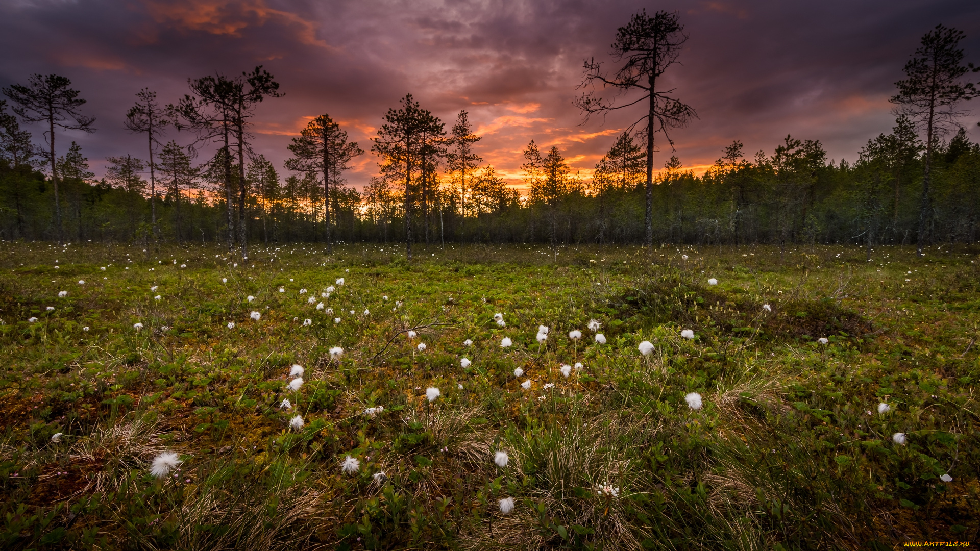 природа, луга, простор