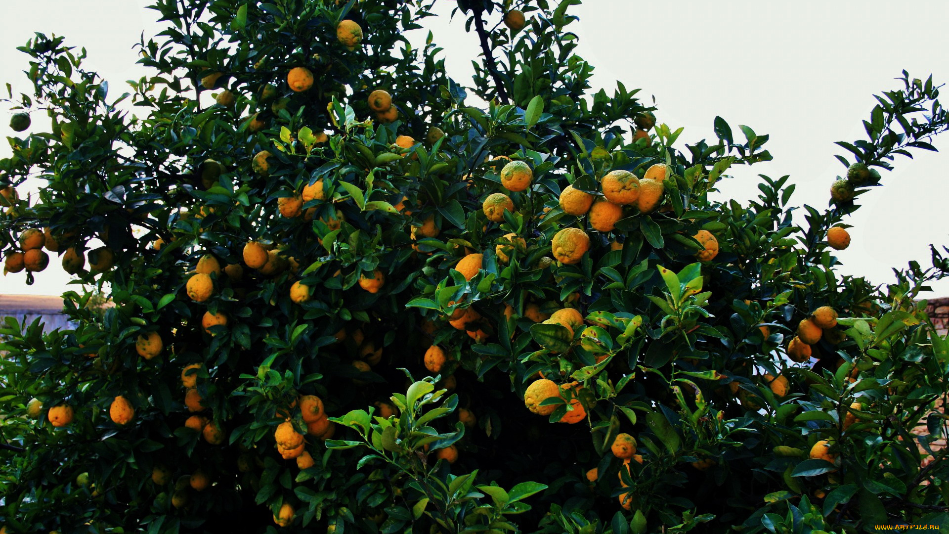 природа, плоды, мандарины