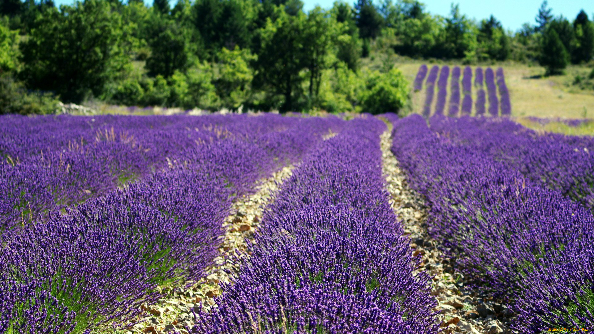 природа, поля, поле, лавандовое