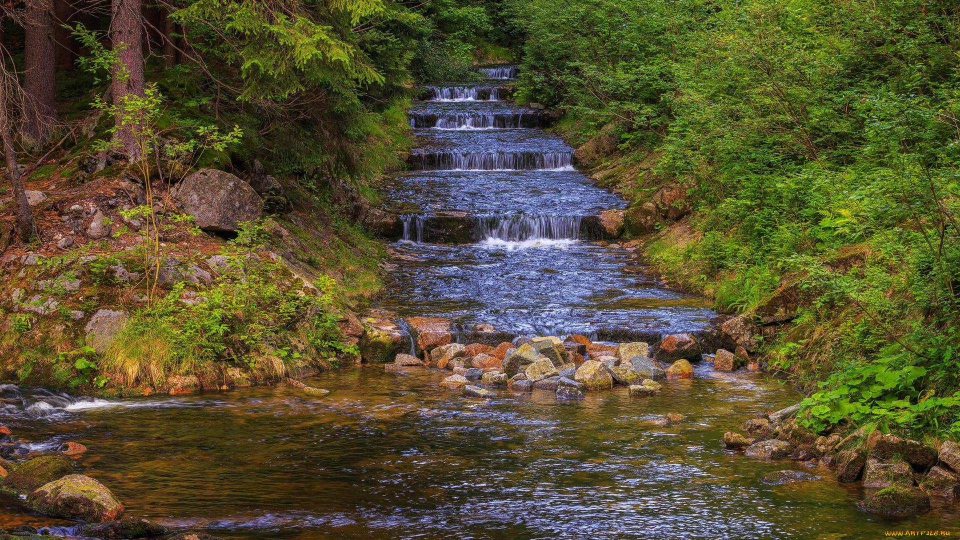 природа, реки, озера, река, лес