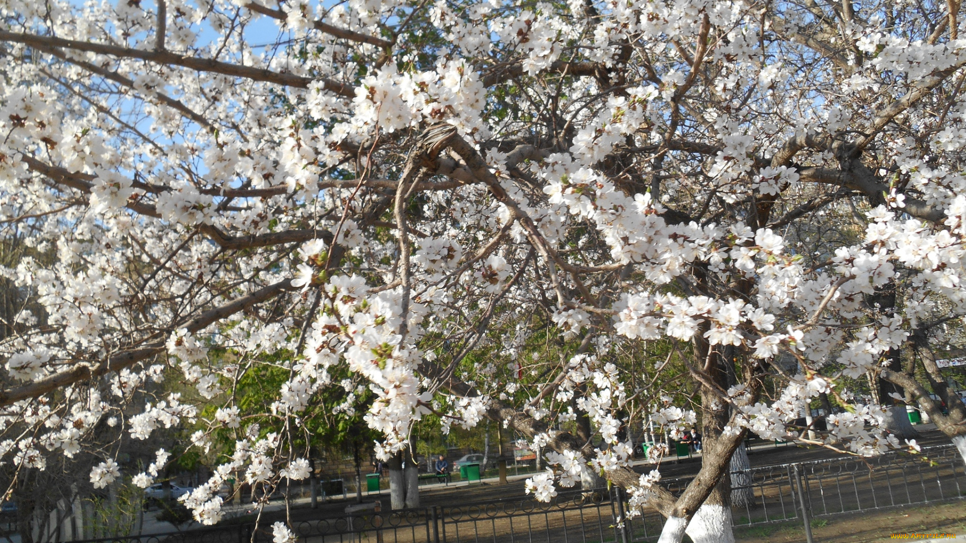 весной, природа, деревья, дерево, весна