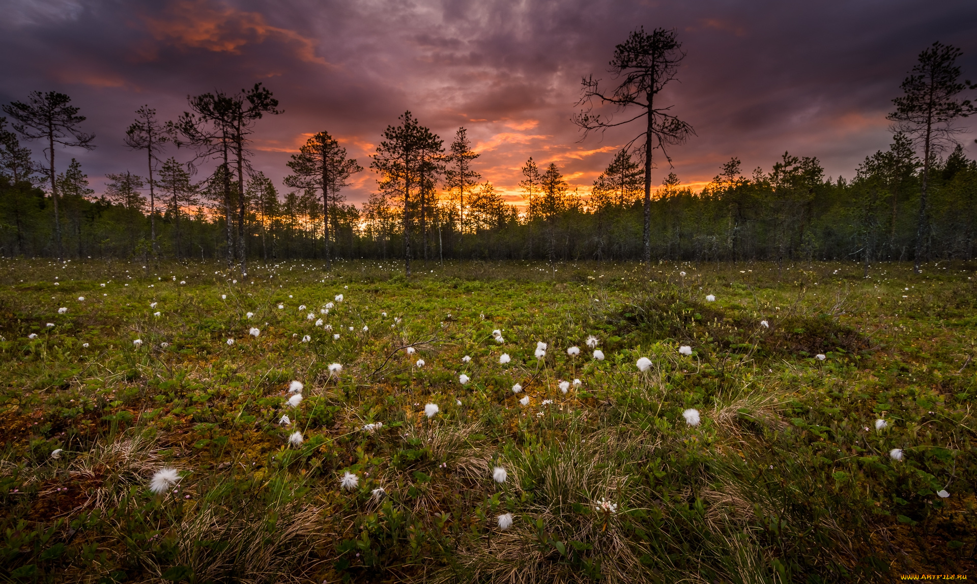 природа, луга, простор
