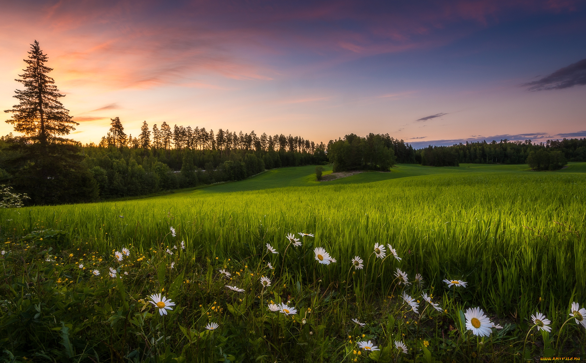 природа, луга, простор