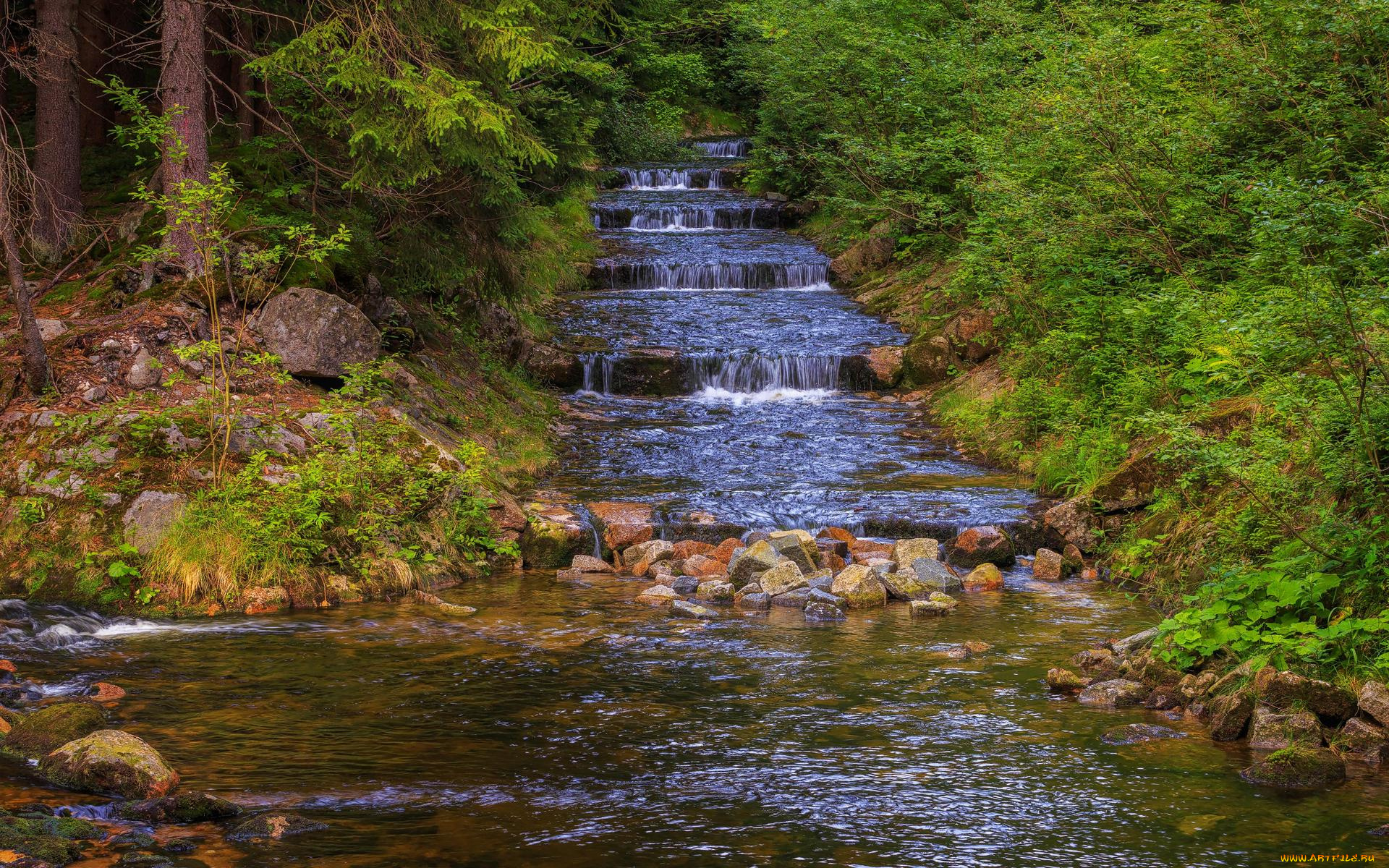 природа, реки, озера, река, лес