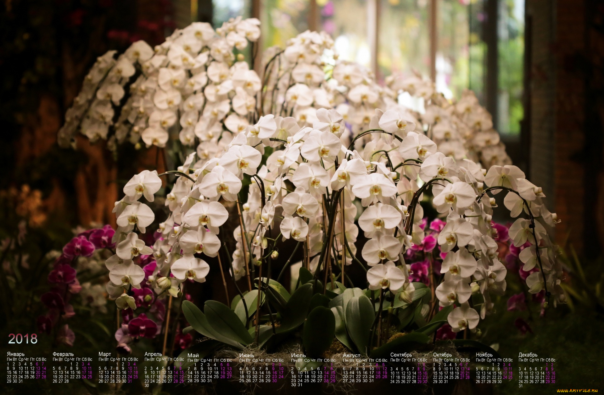 календари, цветы, лепестки