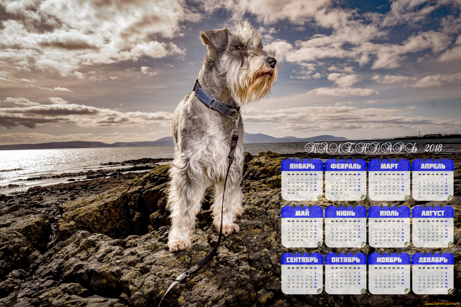 календари, животные, водоем, поводок, собака
