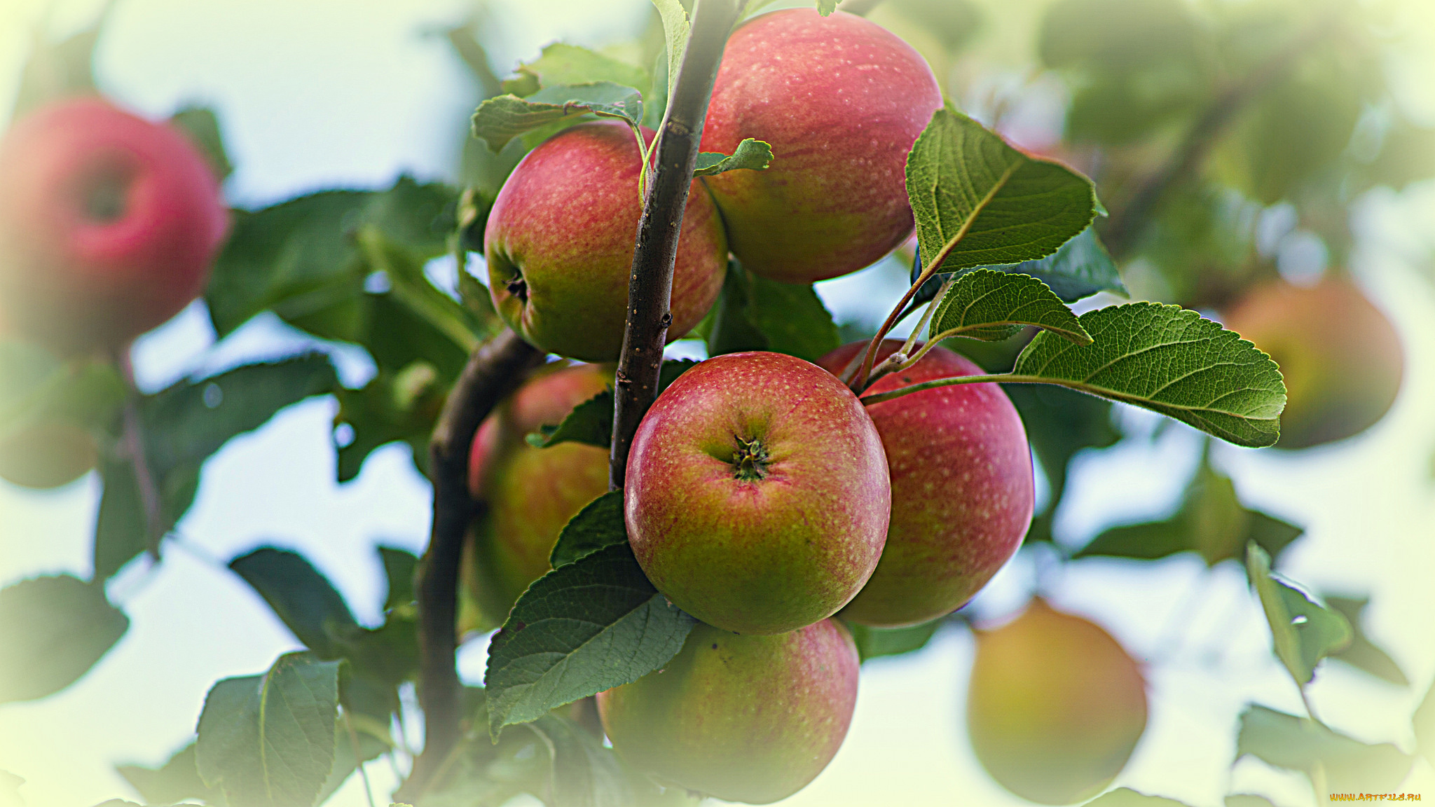 природа, плоды, яблоки