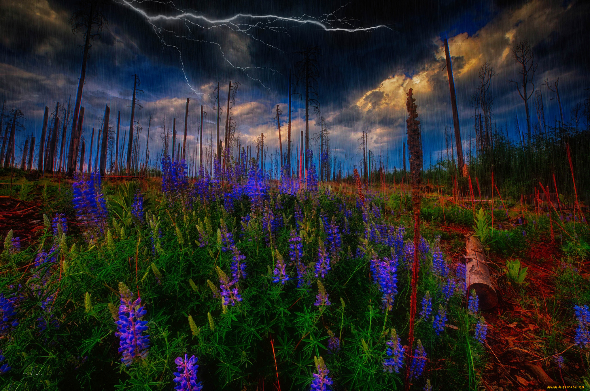 природа, луга, простор