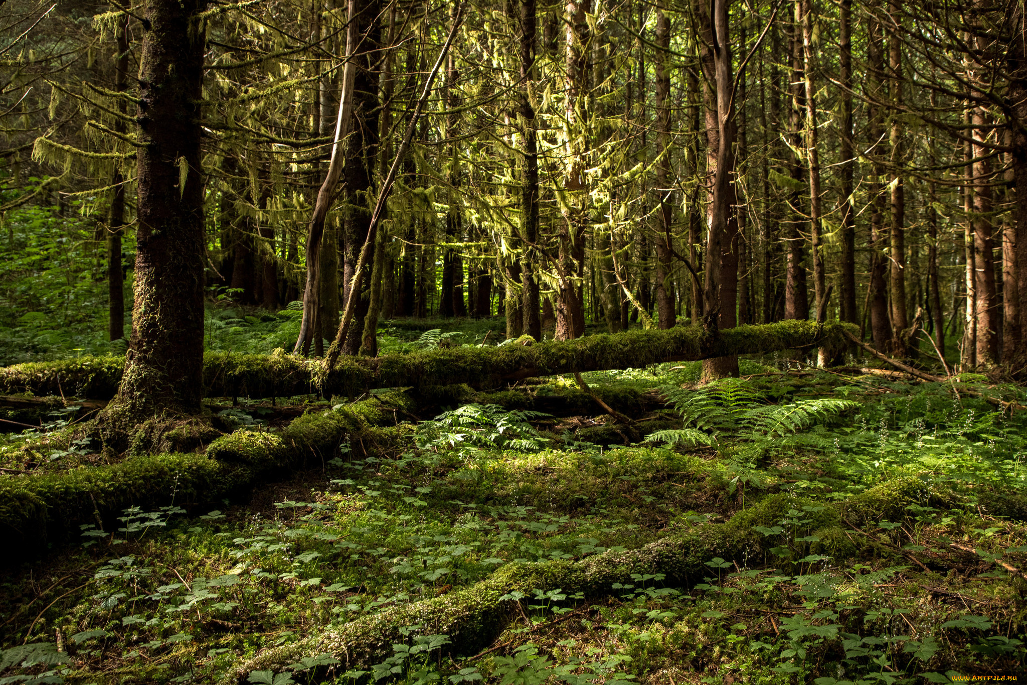 природа, лес, простор