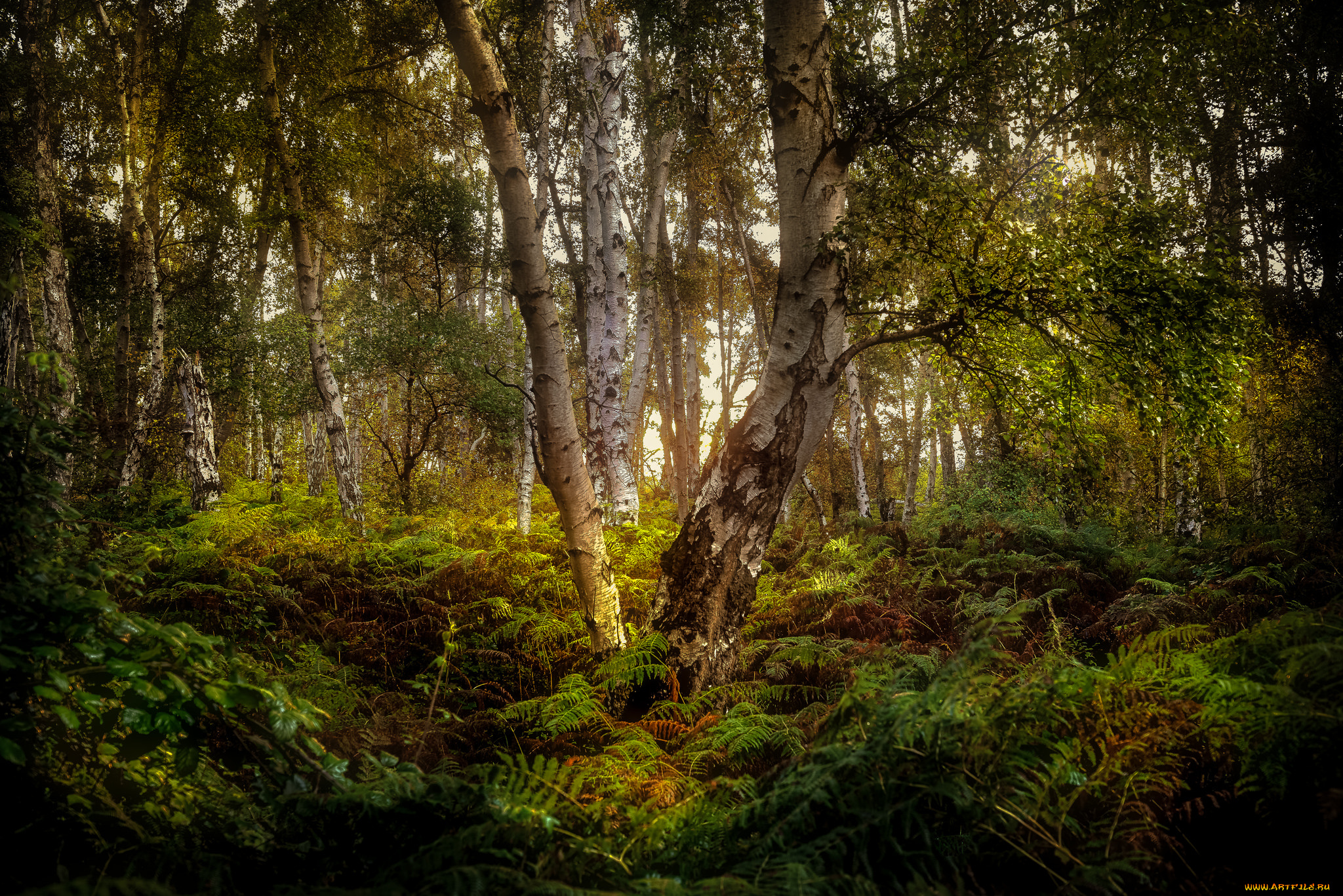 природа, лес, простор