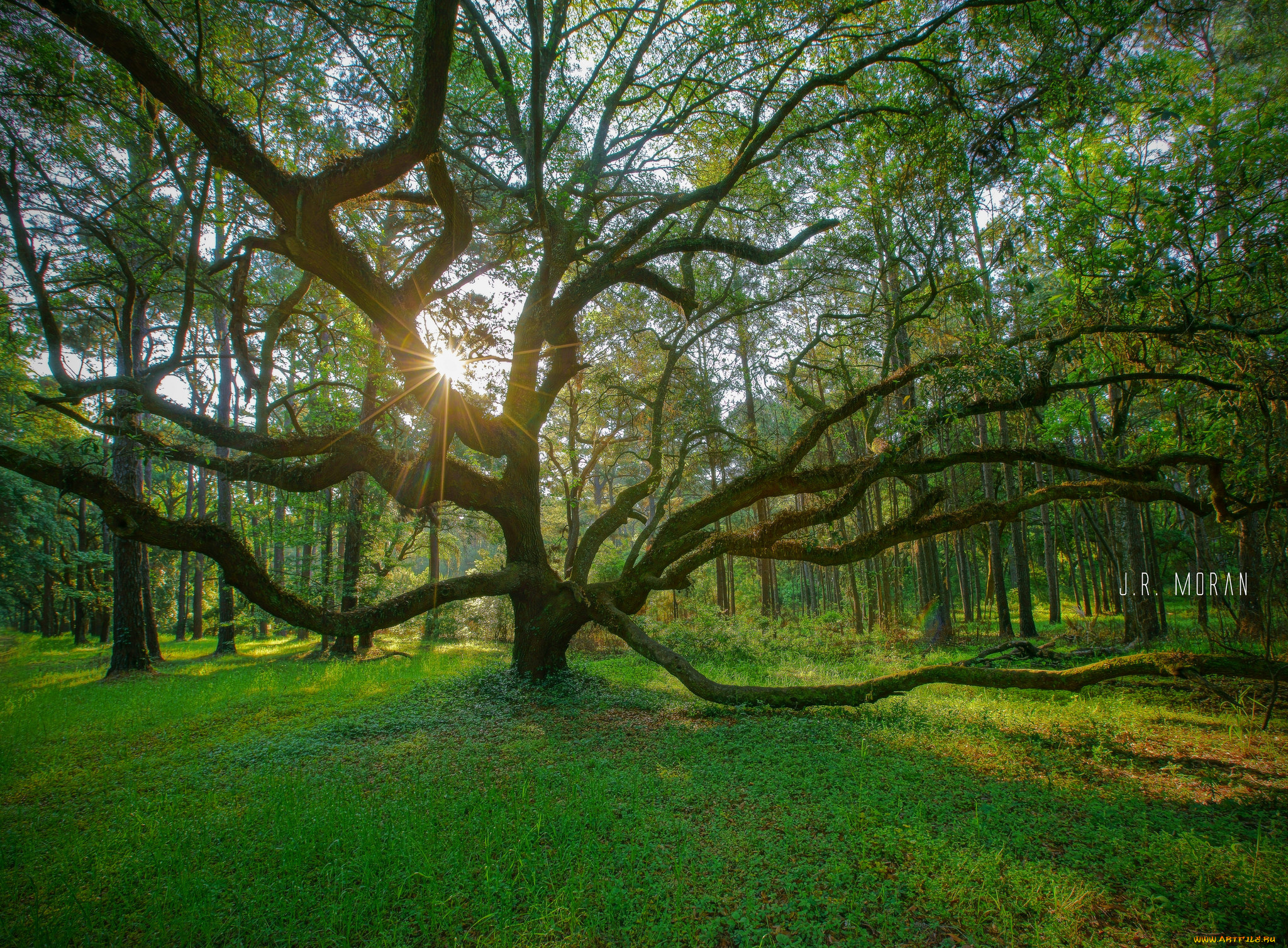 природа, лес, простор