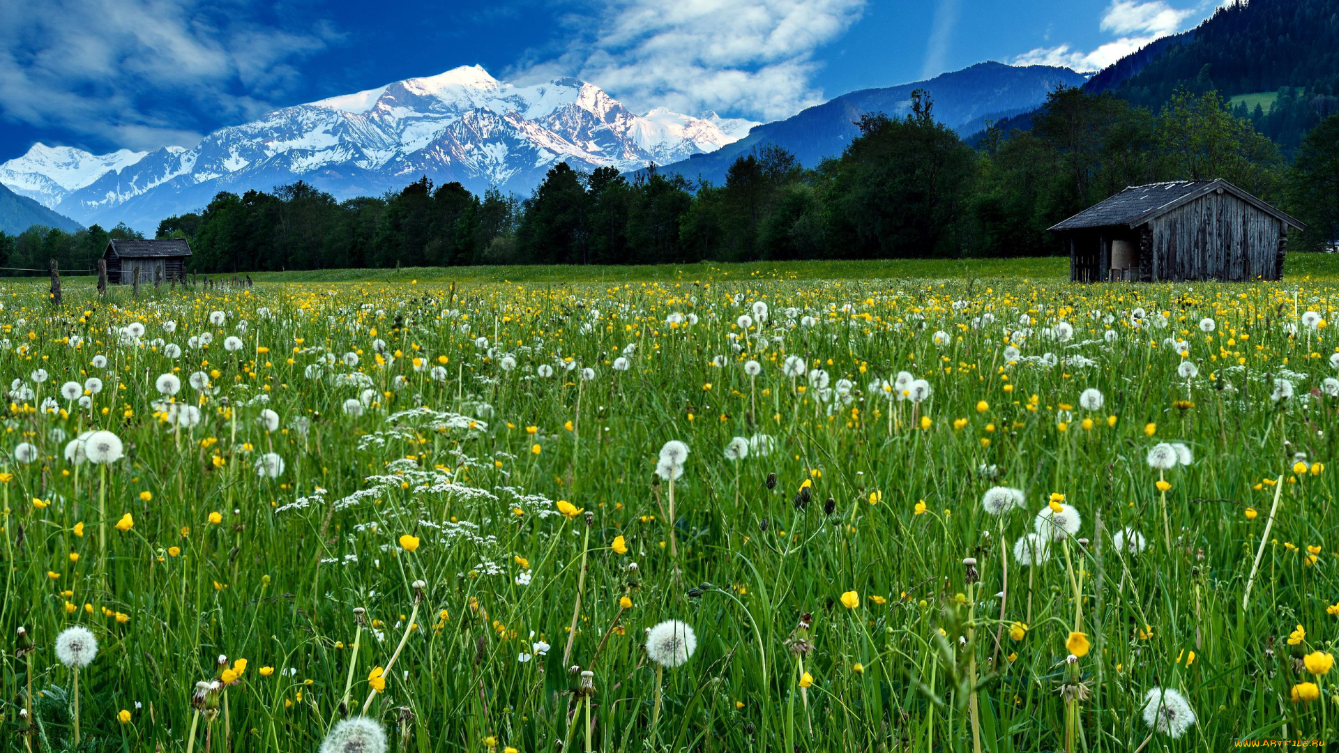 природа, луга, луг