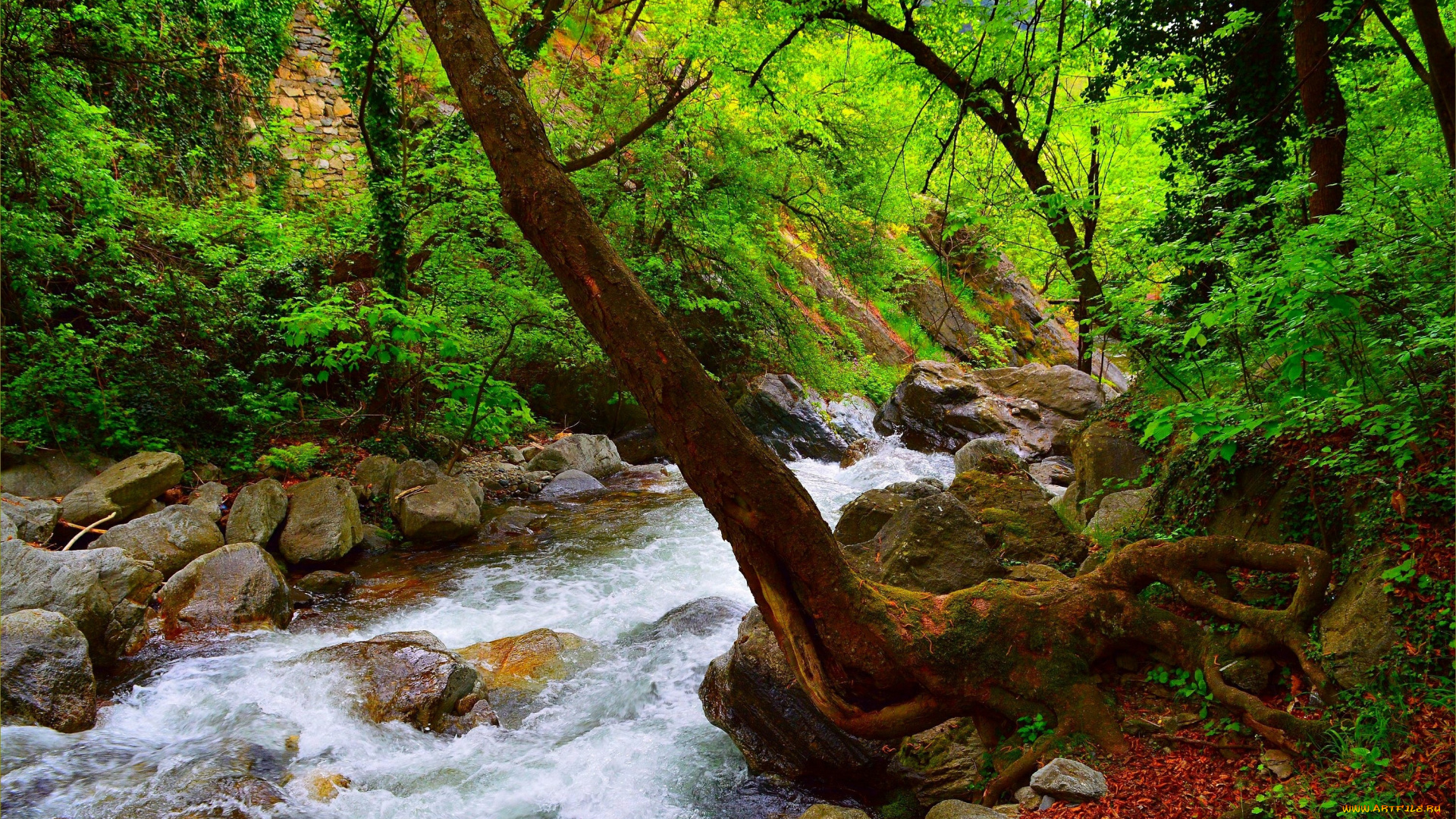 природа, реки, озера, поток, весна, лес, камни, речка, spring, river, forest, flow