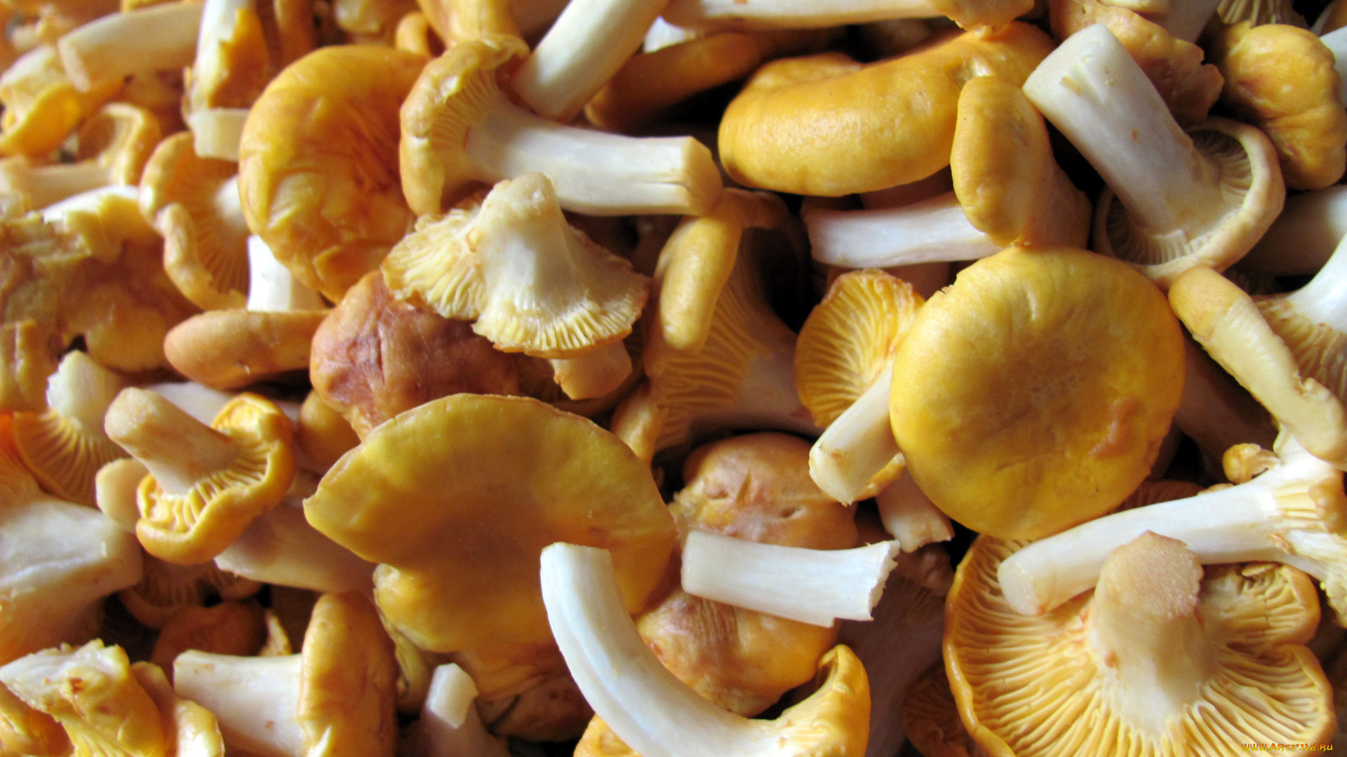 еда, грибы, , грибные, блюда, лисички